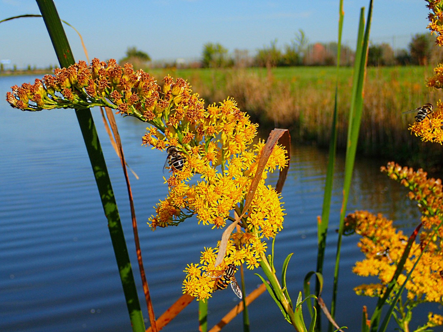 Bending together.  Photo by Thomas Peace 2014