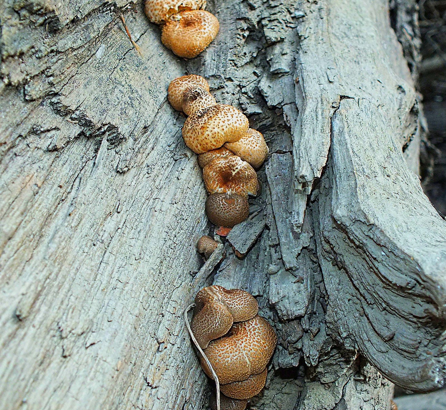 Polyporus squamosus Mushroom cluster. Photo by Thomas Peace 2014