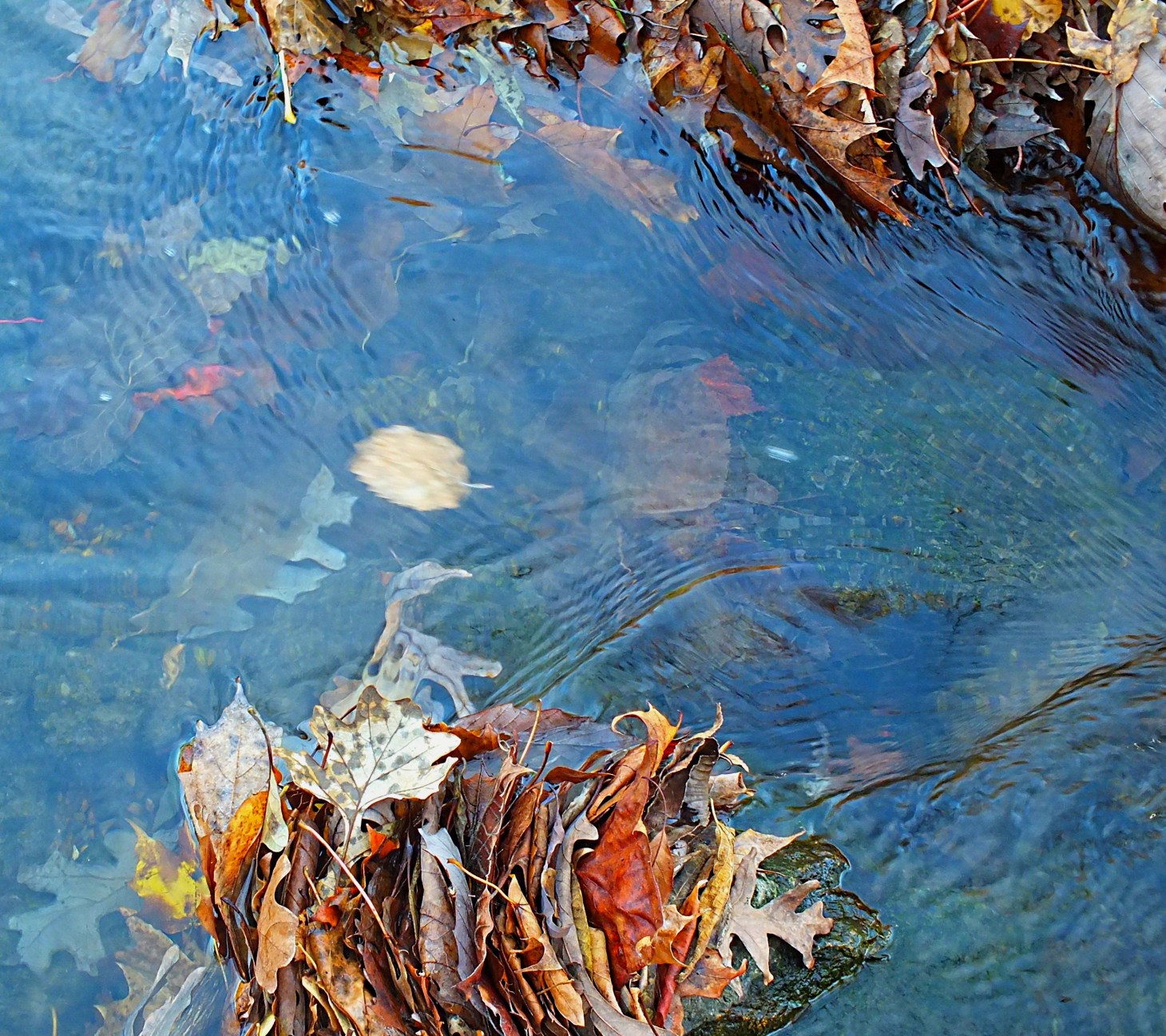 Local Creek Up Close. Photo by Thomas Peace 2014