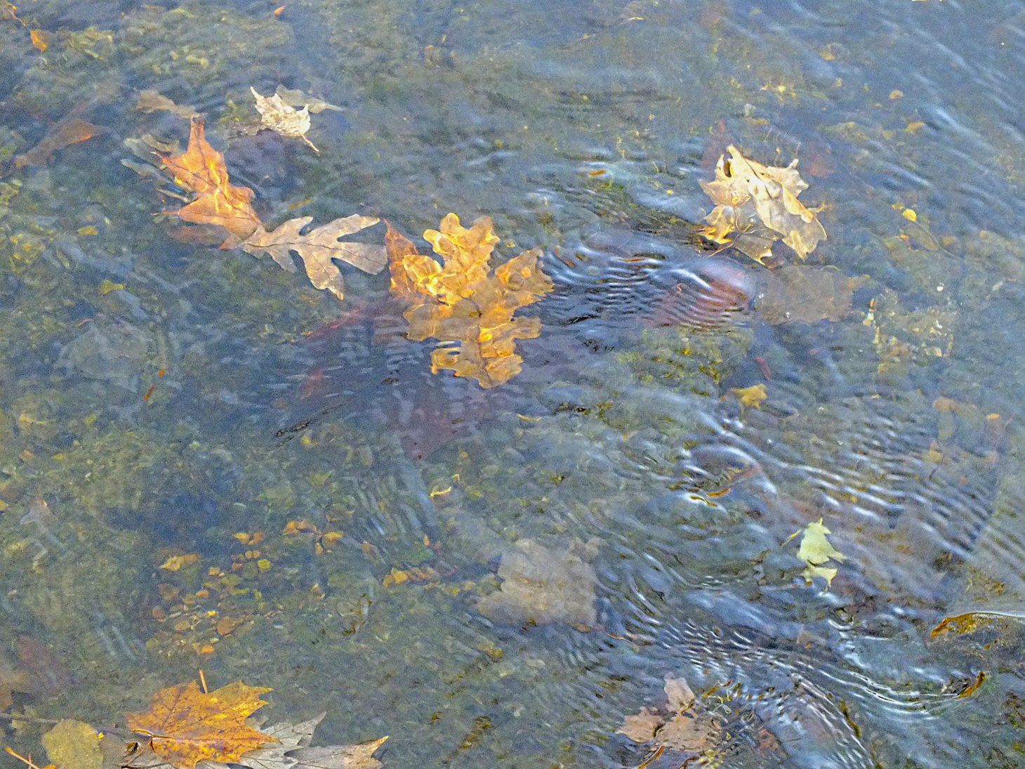 Fall Creek Leaves. Photo by Thomas Peace 2014