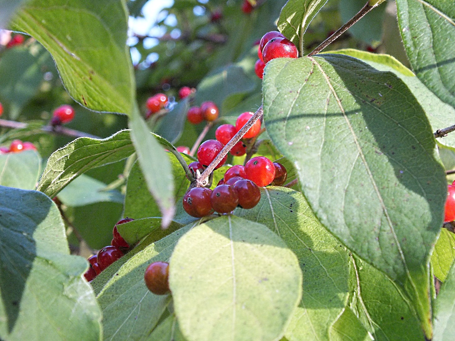 Red Gems.  Photo by Thomas Peace 2014