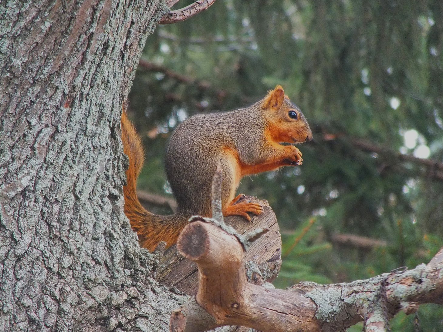 Wisely plumping up for winter. Photo by Thomas Peace 2014