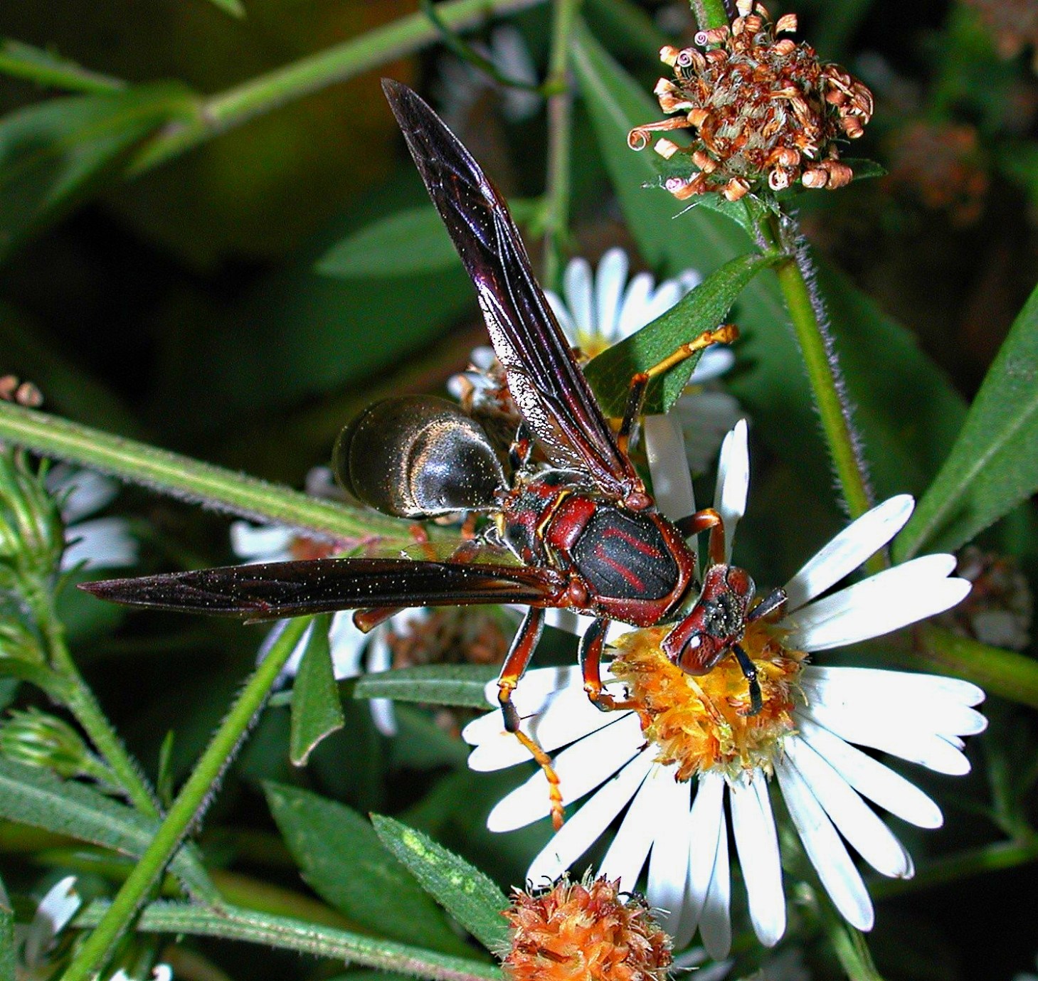 Getting a little side-snack. Photo by Thomas Peace 2014