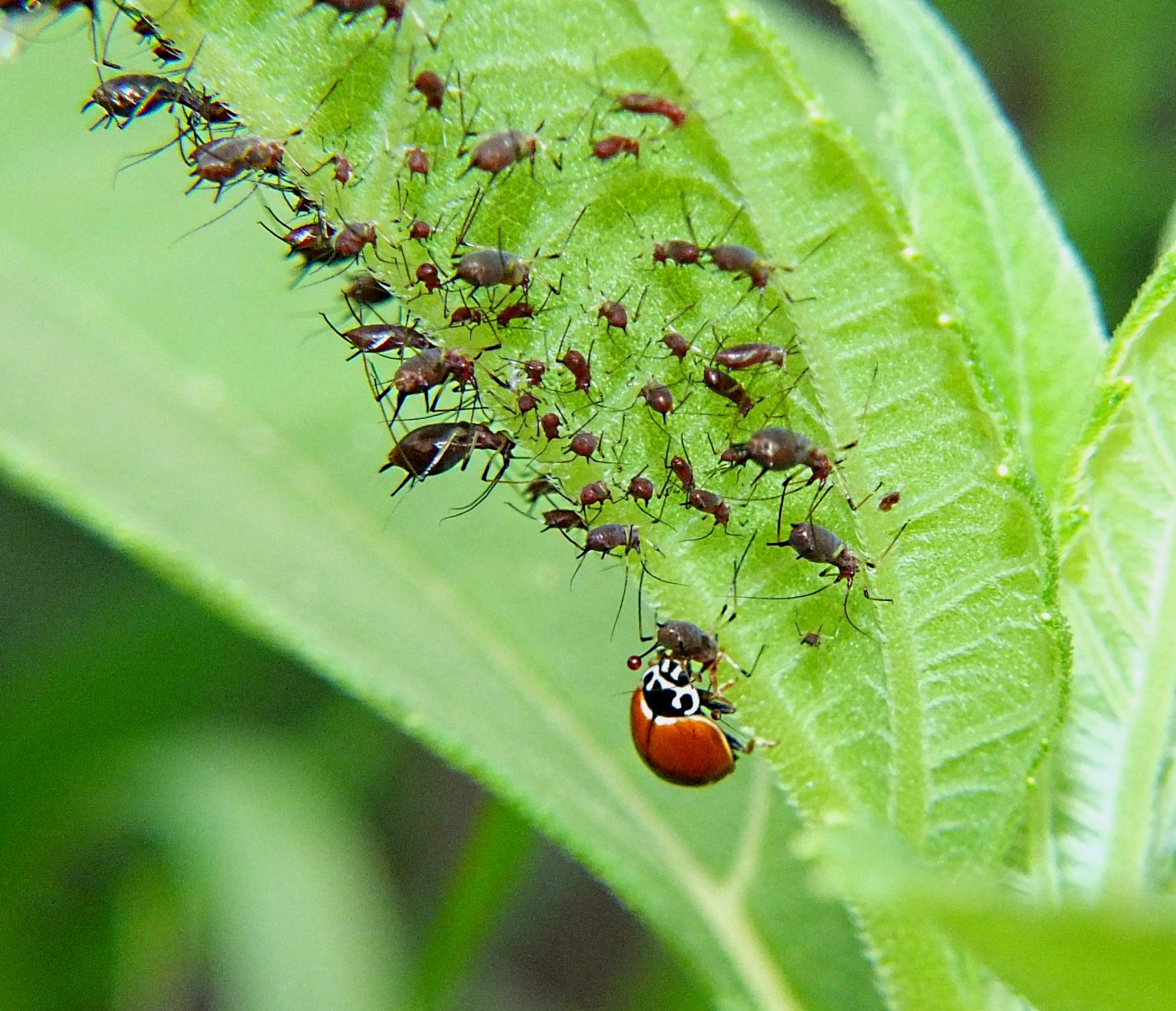 It likes it medium rare.  Photo by Thomas Peace 2014