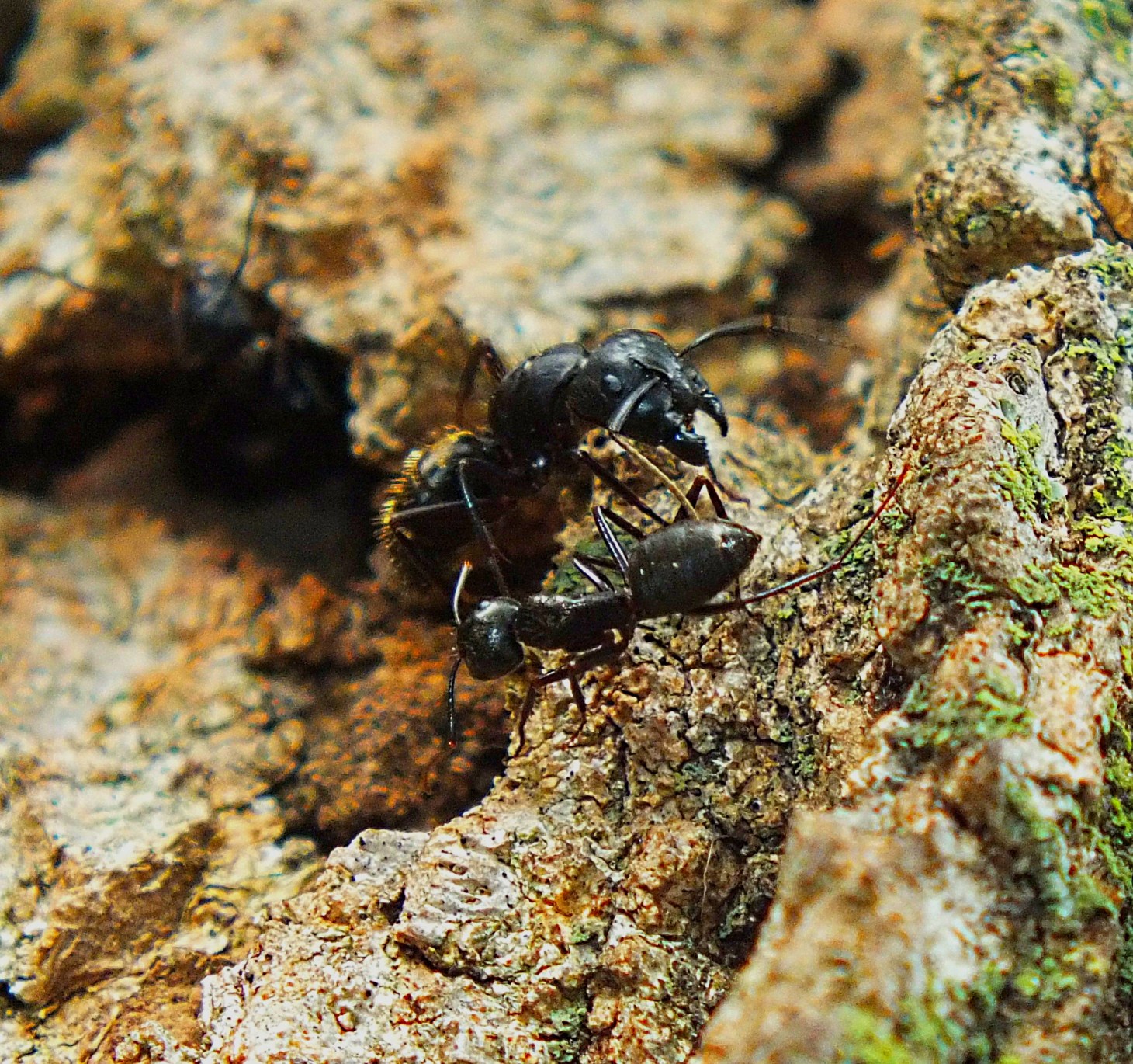 Busy as bees... Photo by Thomas Peace 2014