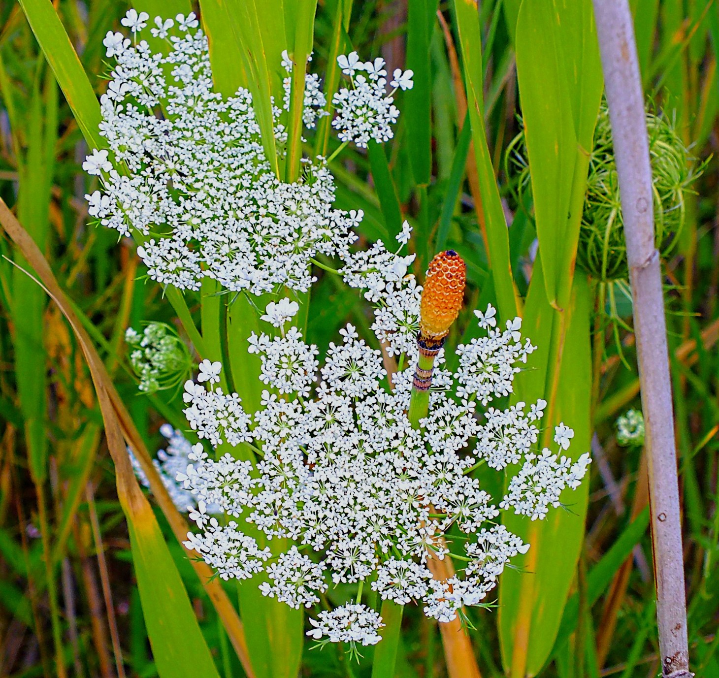 Horsetail Plant extending through Queen Anne's Lace. Photo by Thomas Peace 2014