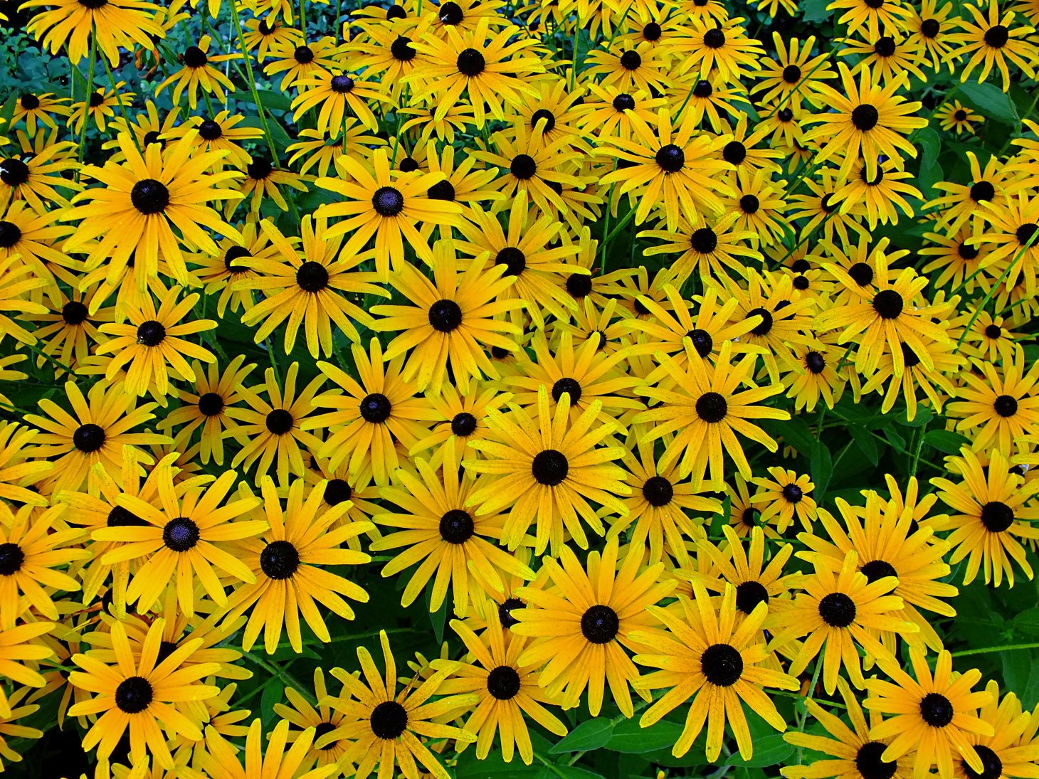 Lazy for a good reason.  Photo by Thomas Peace 2014