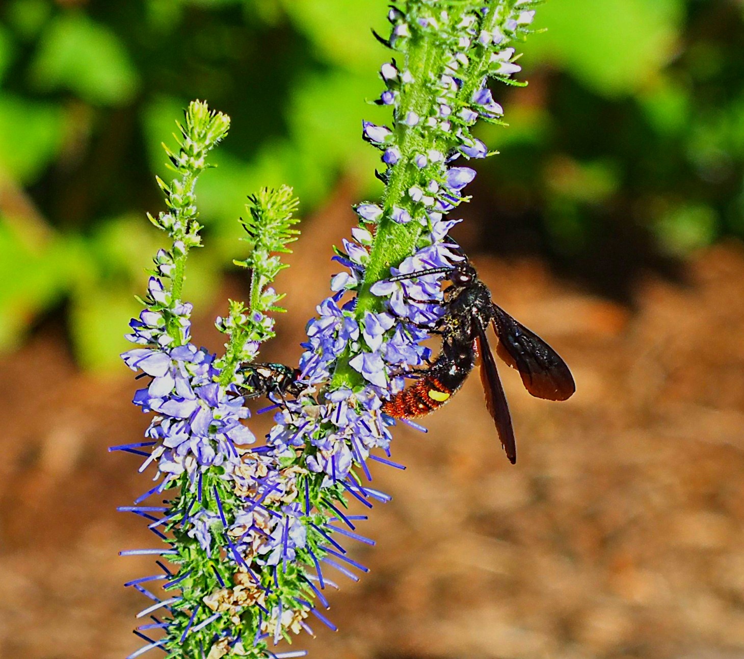 Digs sometimes.  Photo by Thomas Peace 2014