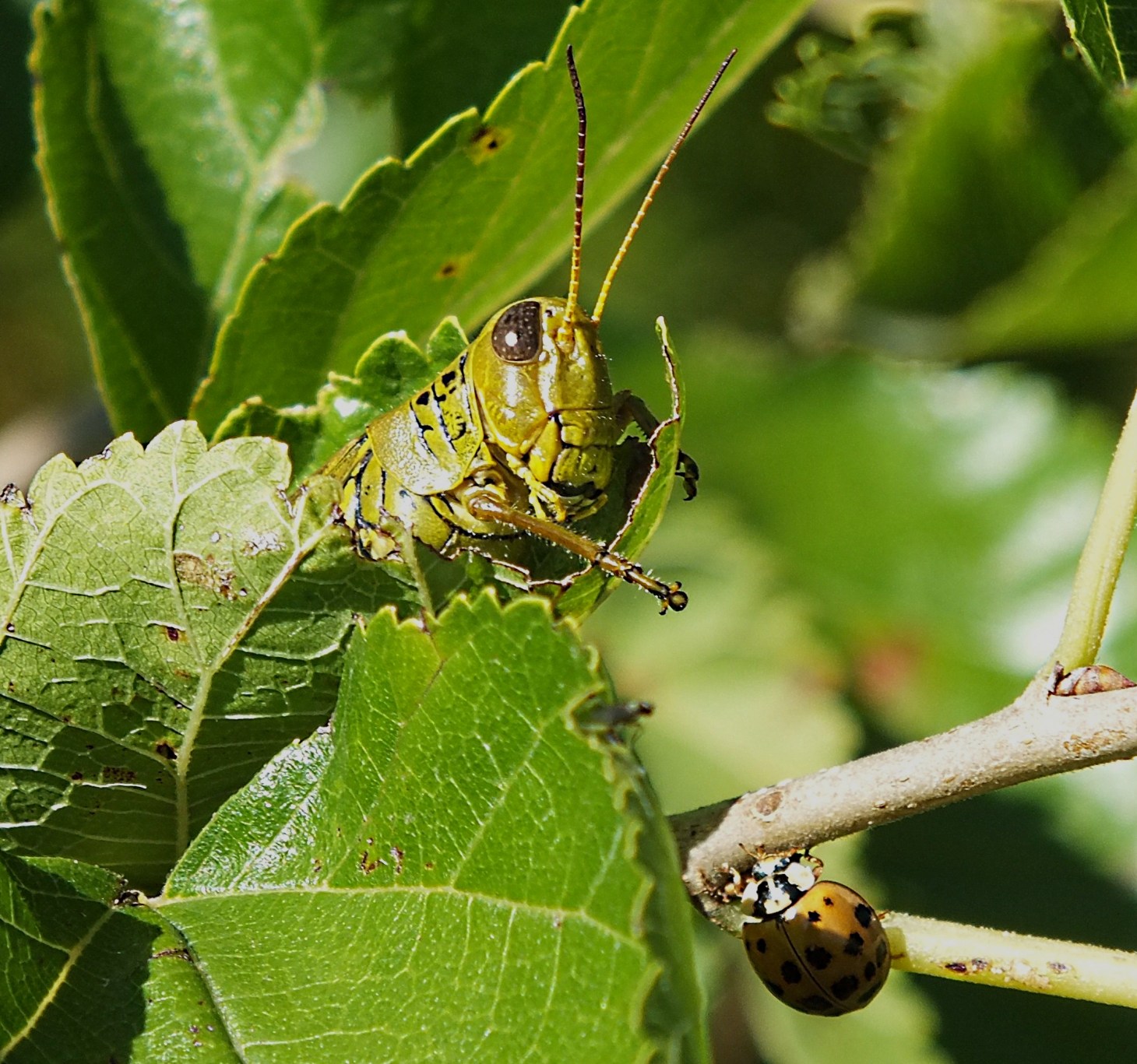 Penthouse View... Photo by Thomas Peace 2014