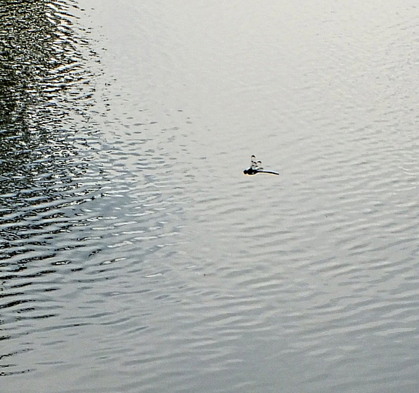 Free and uncluttered.... Photo by Thomas Peace 2014