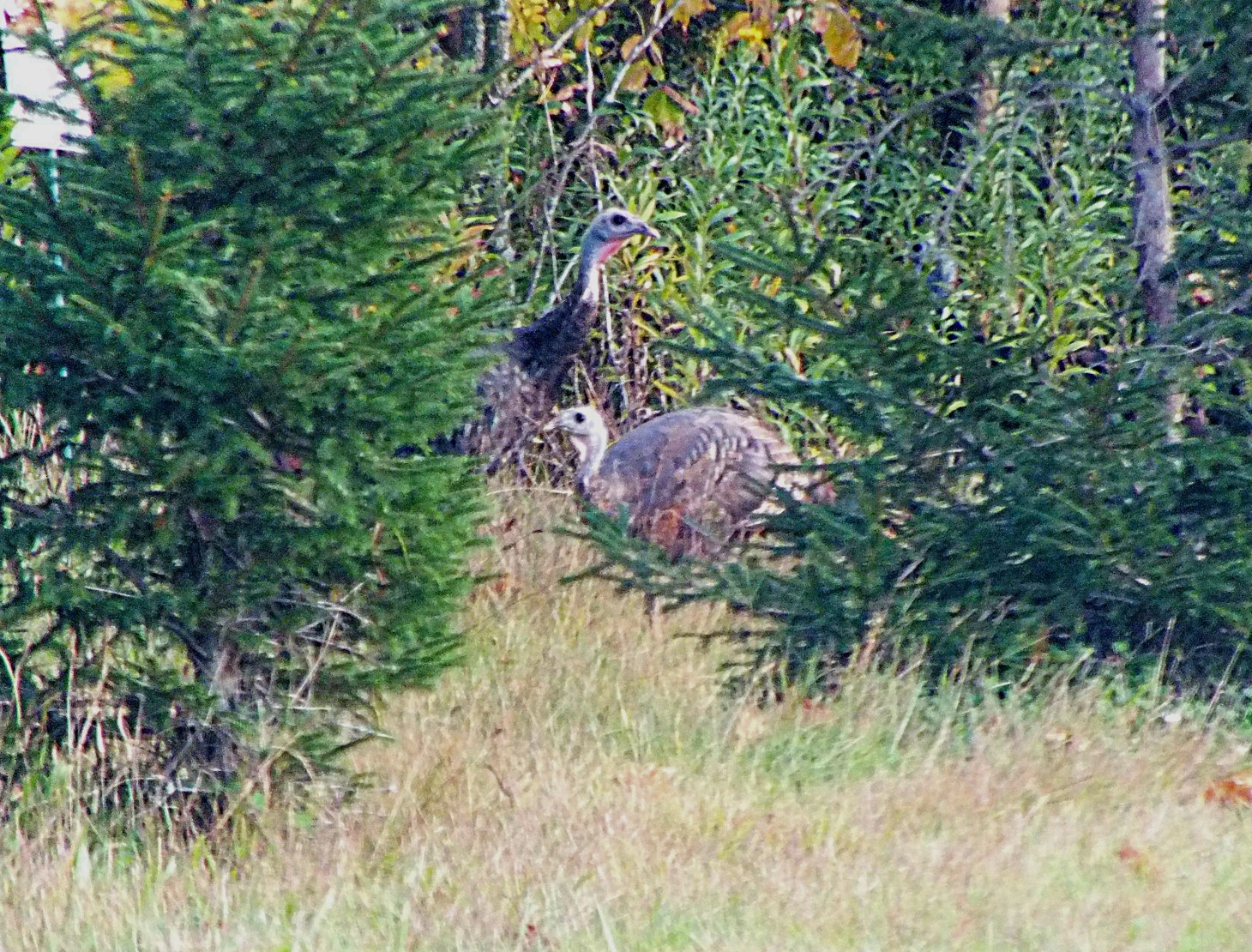 I bagged two at once!  Photo by Thomas Peace 2014