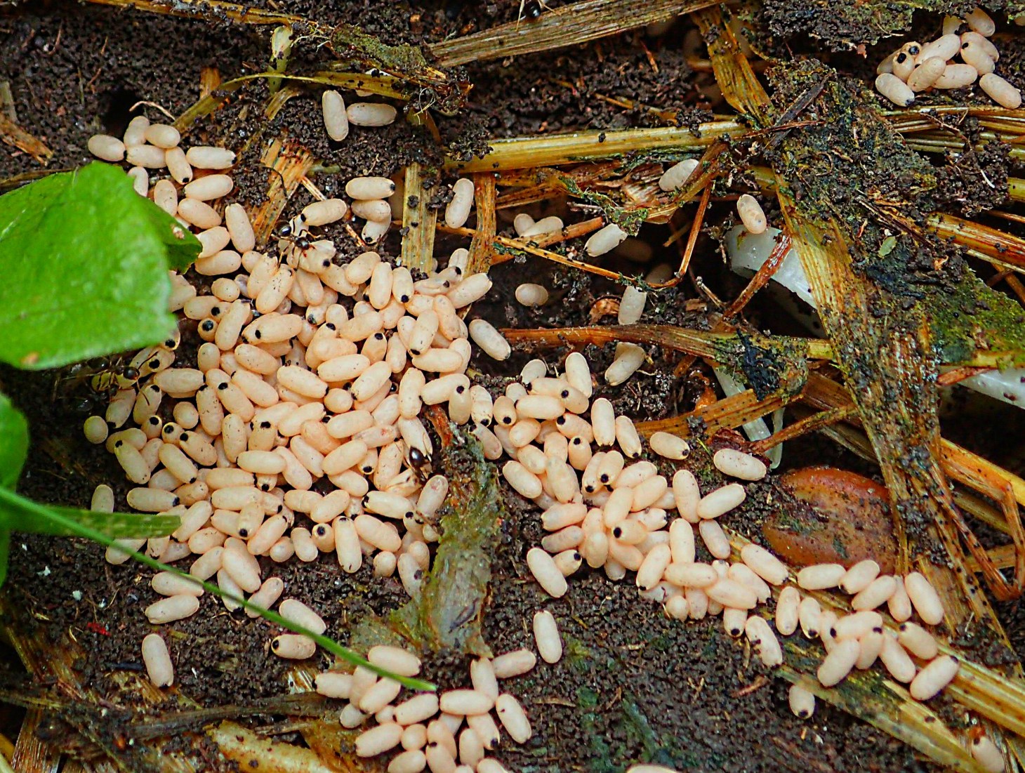 Many new sisters are on the way! Photo by Thomas Peace 2014