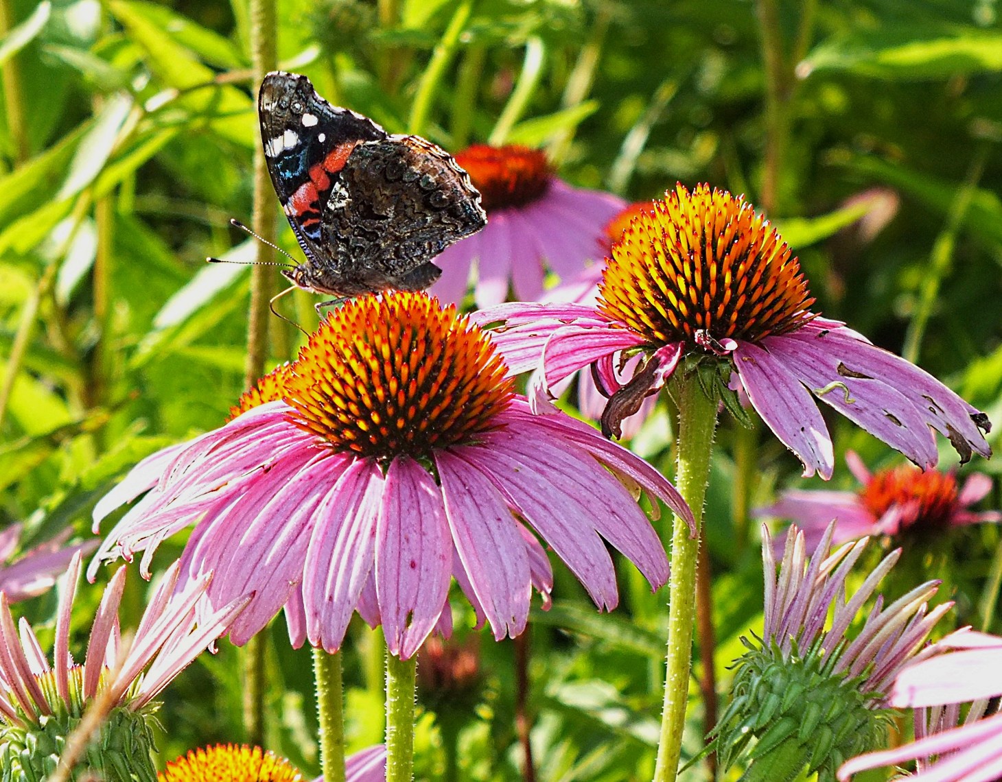 As a caterpillar, I didn't desire this. Photo by Thomas Peace 2014