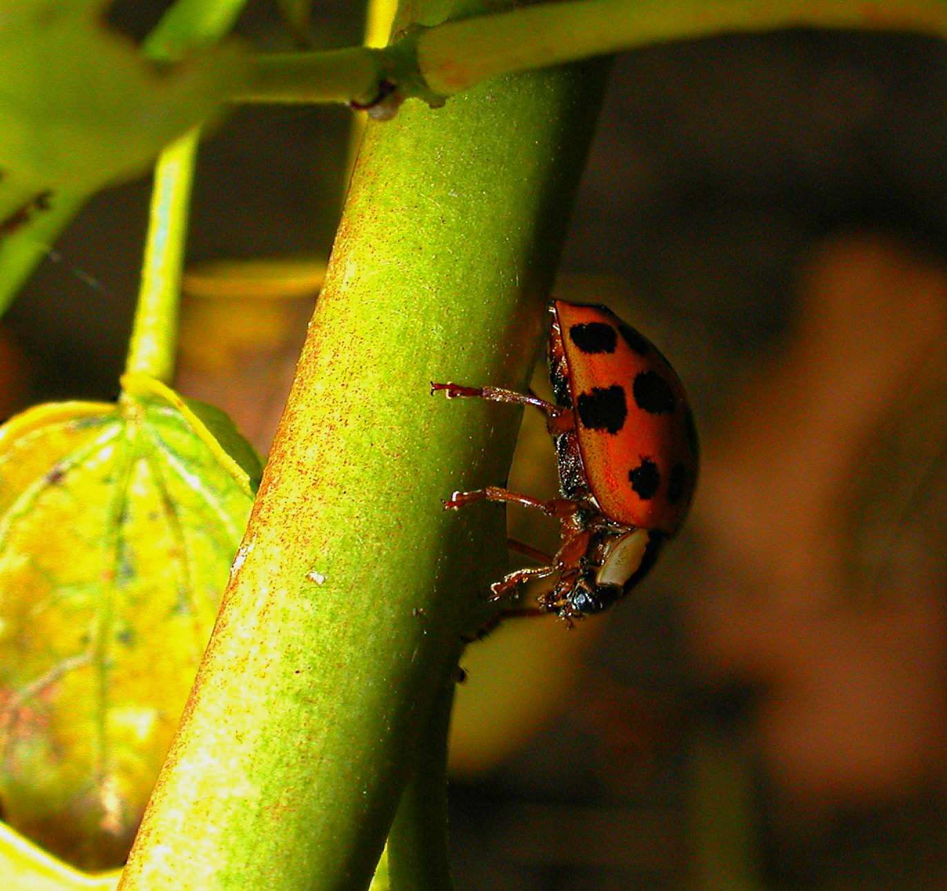 Elegant Lady.  Photo by Thomas Peace 2014
