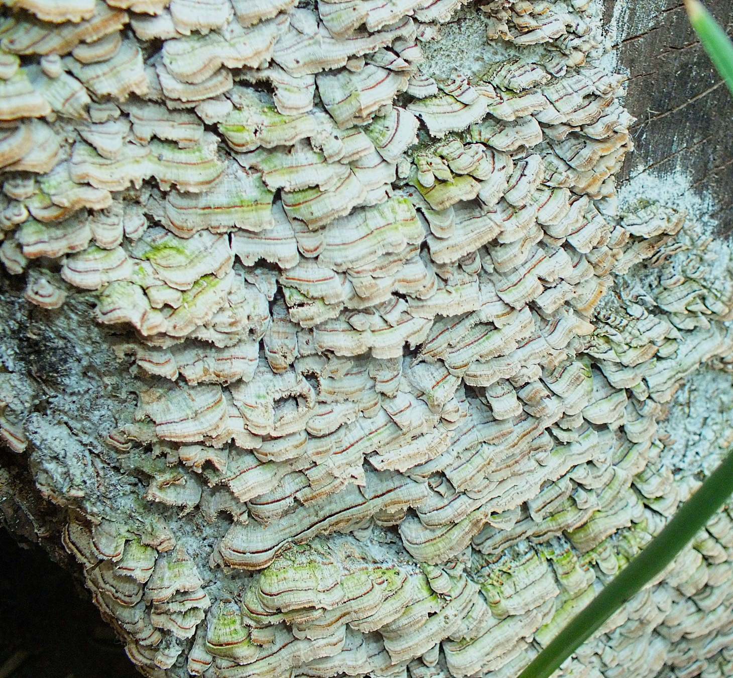 Well stacked!  Photo by Thomas Peace 2014