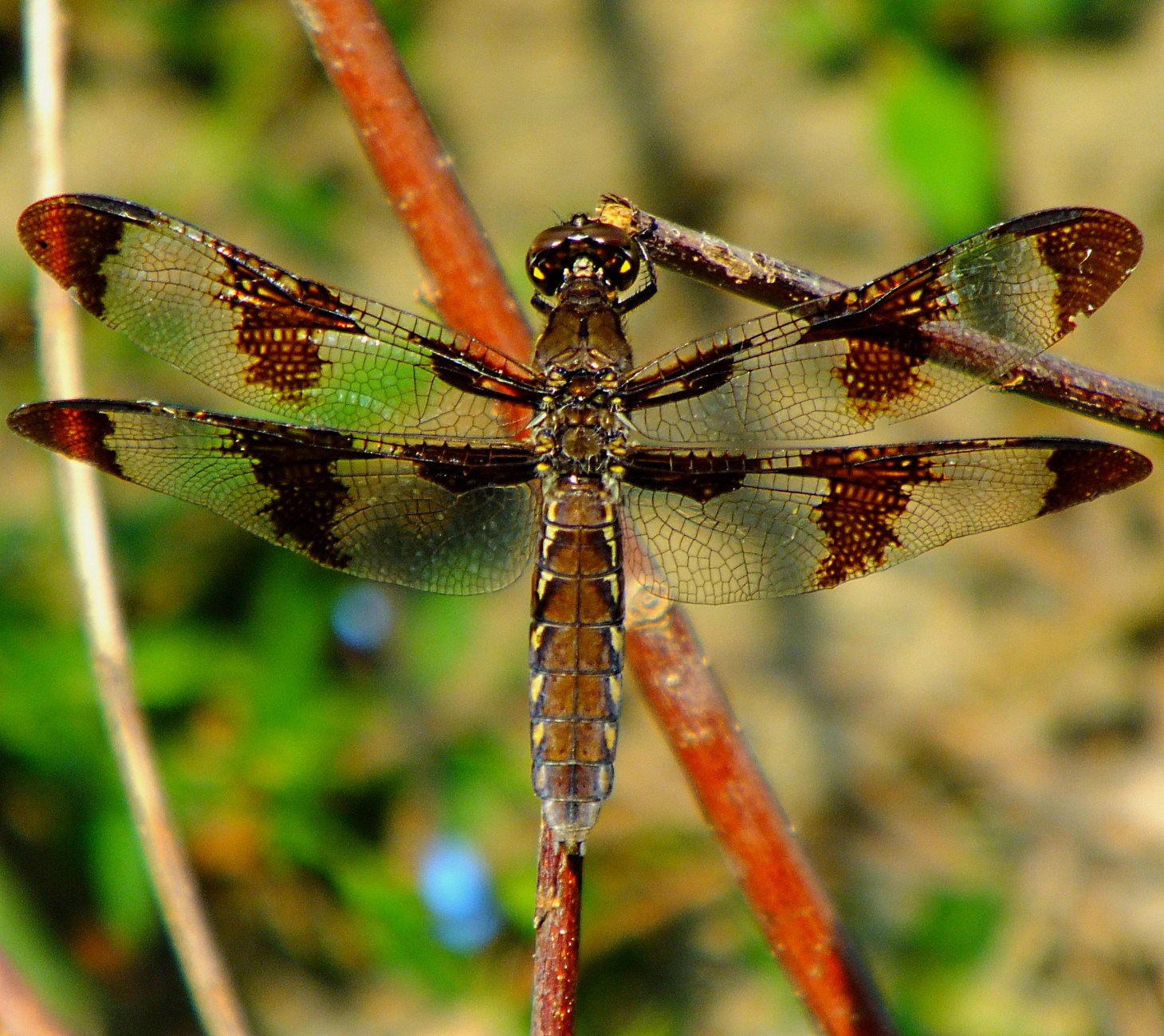 Natural and balanced. Photo by Thomas Peace 2014
