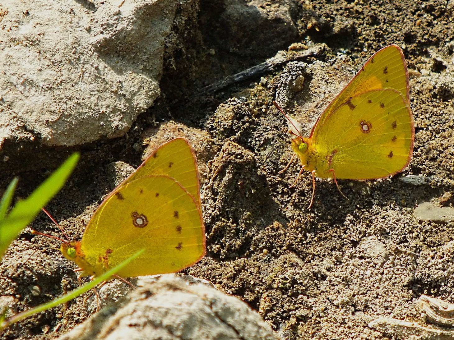 Two into one.  Photo by Thomas Peace 2014