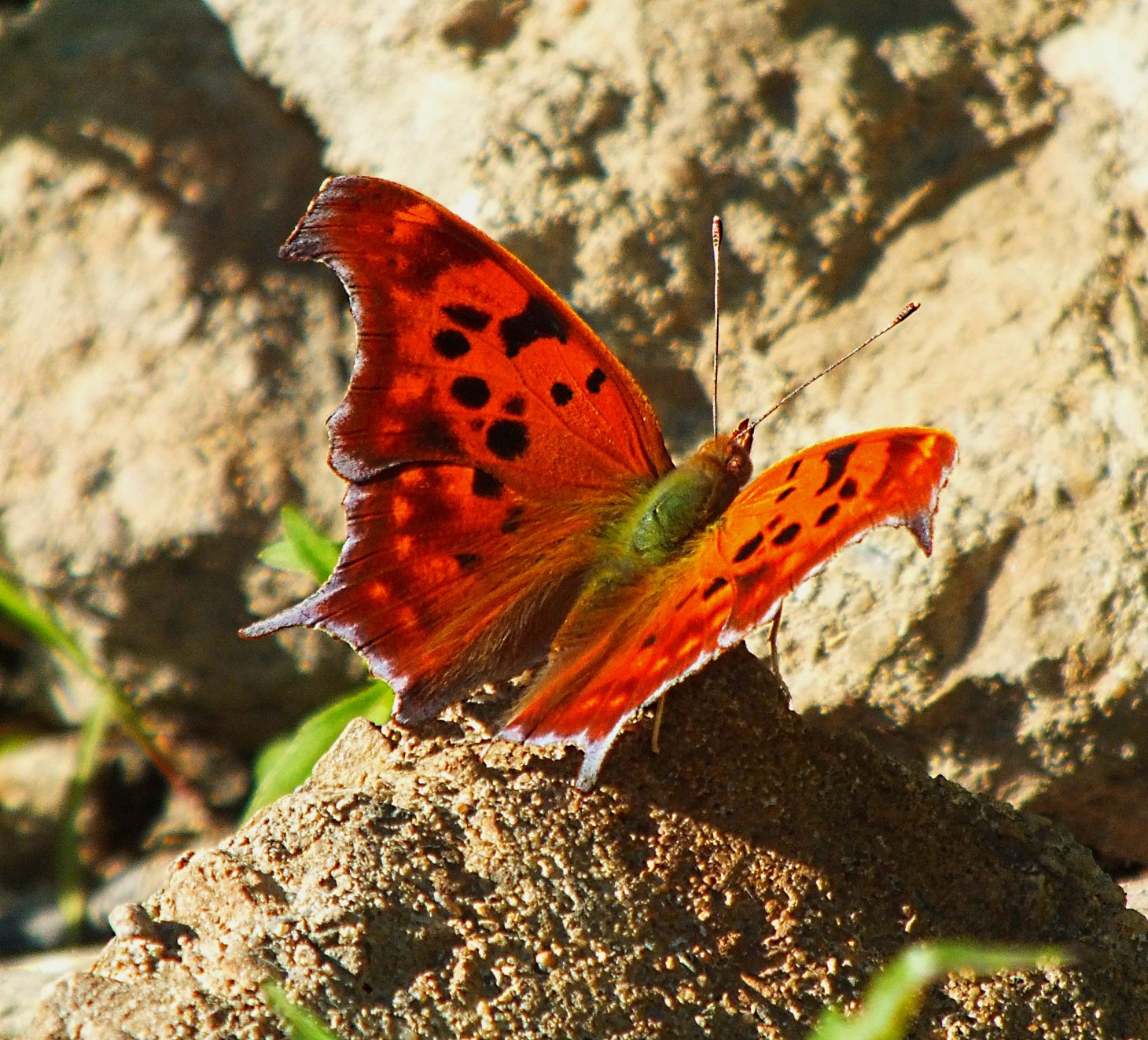 Moist environments rock. Photo by Thomas Peace 2014