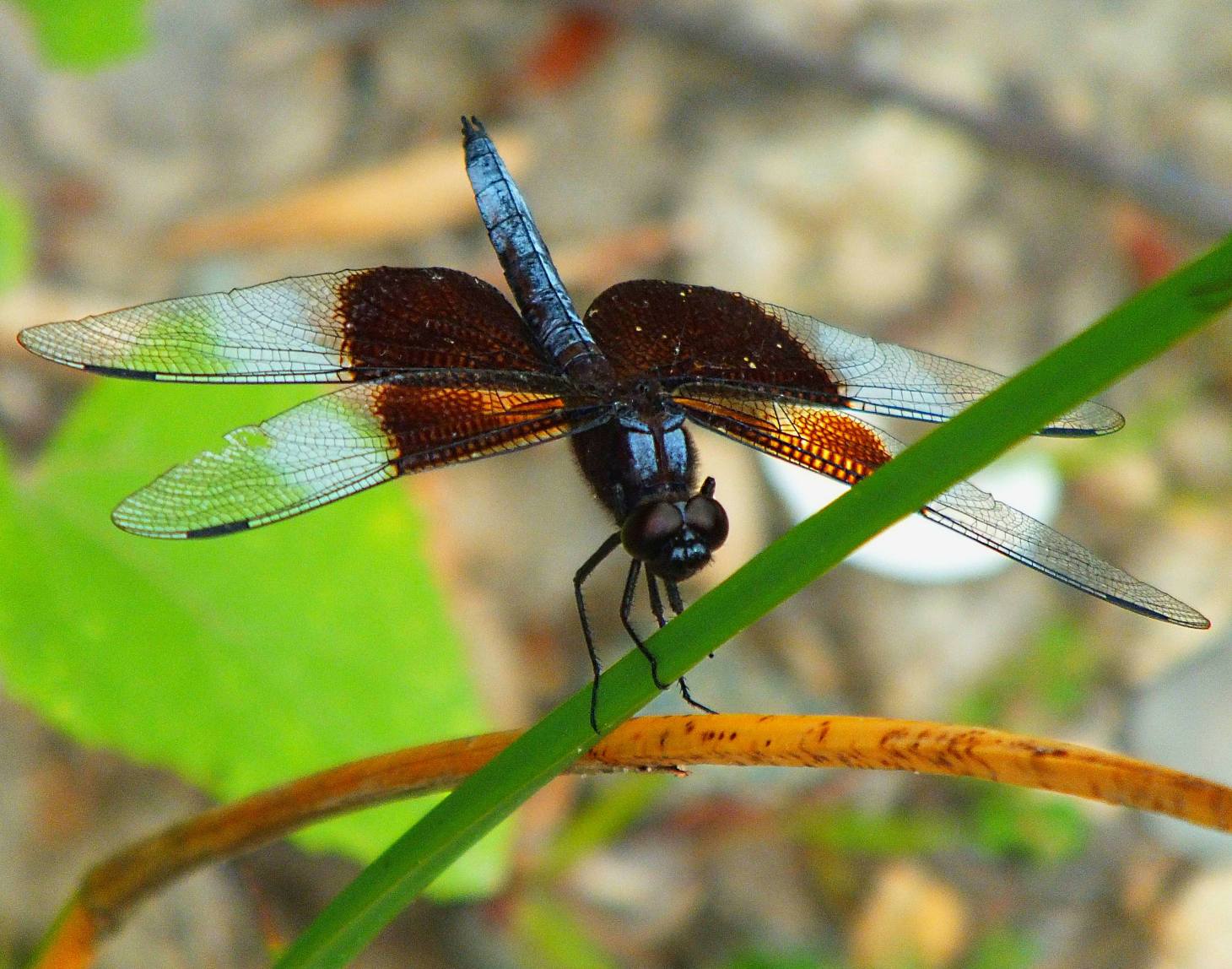 Black Widow.  Photo by Thomas Peace 2014