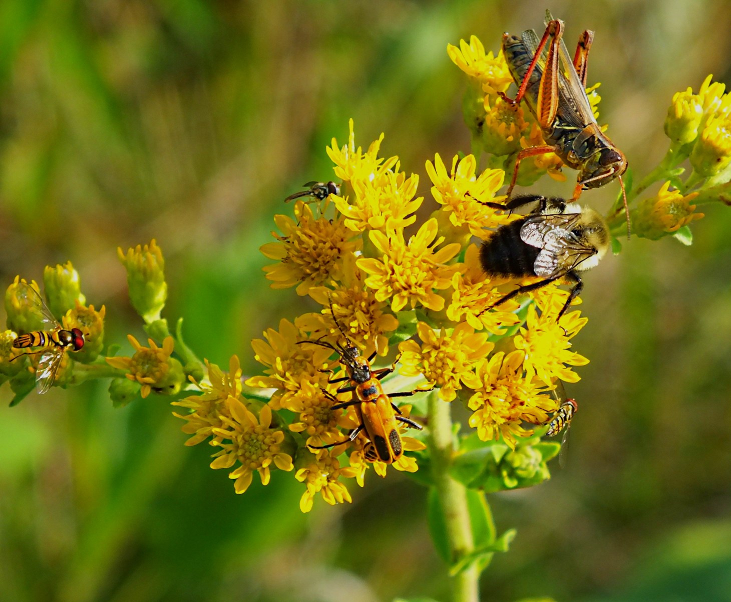 Nature Appreciation Club.  Photo by Thomas Peace 2014