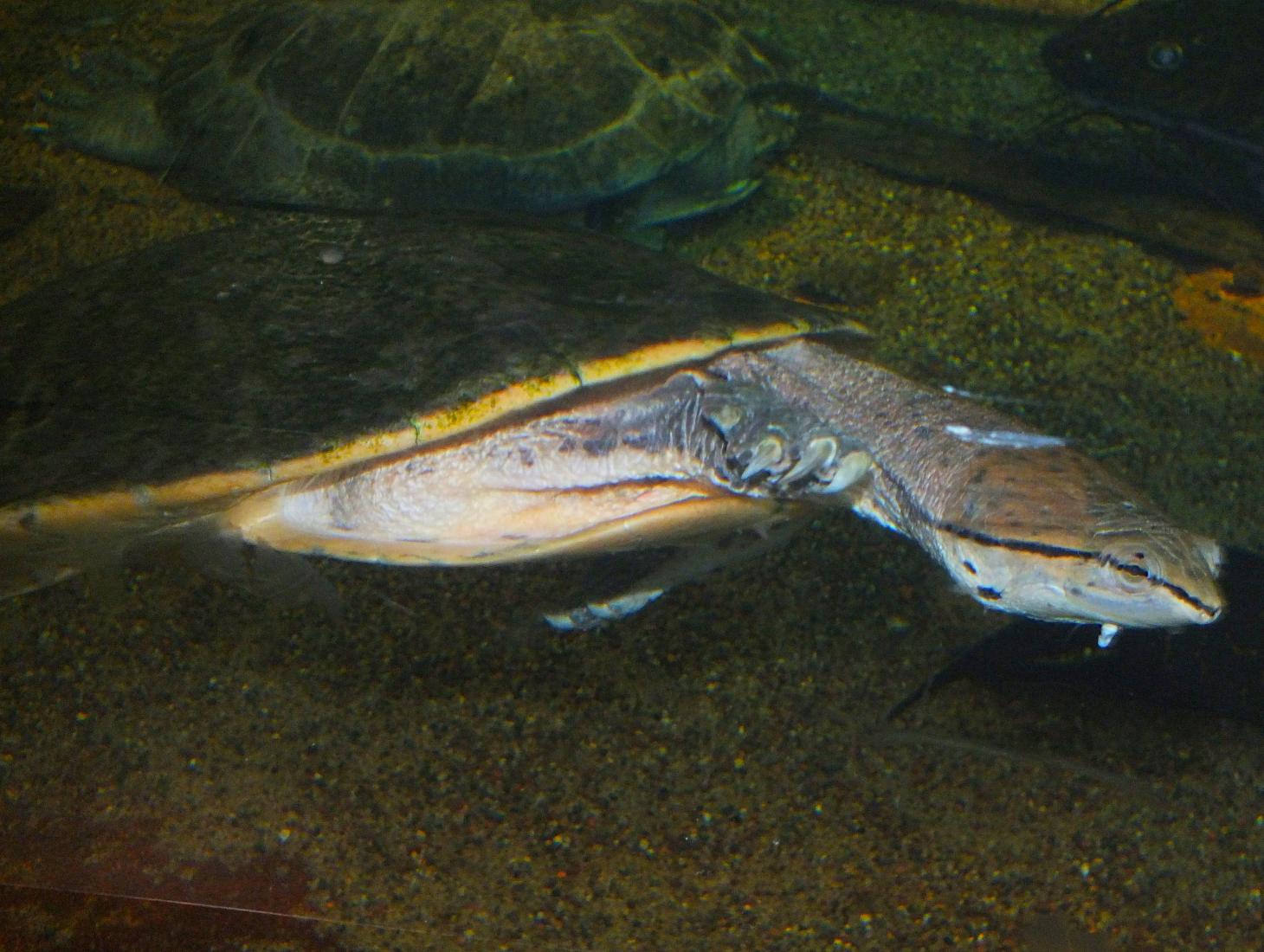 Two Turtle Doves (or, rather, dives).  Photo by Thomas Peace 2015