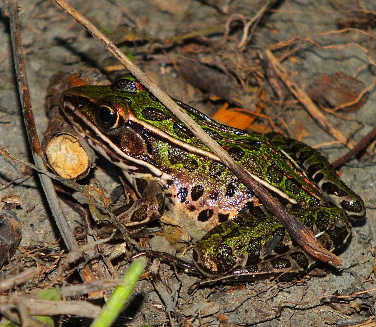Far from heavy traffic.  Photo by Thomas Peace 2014