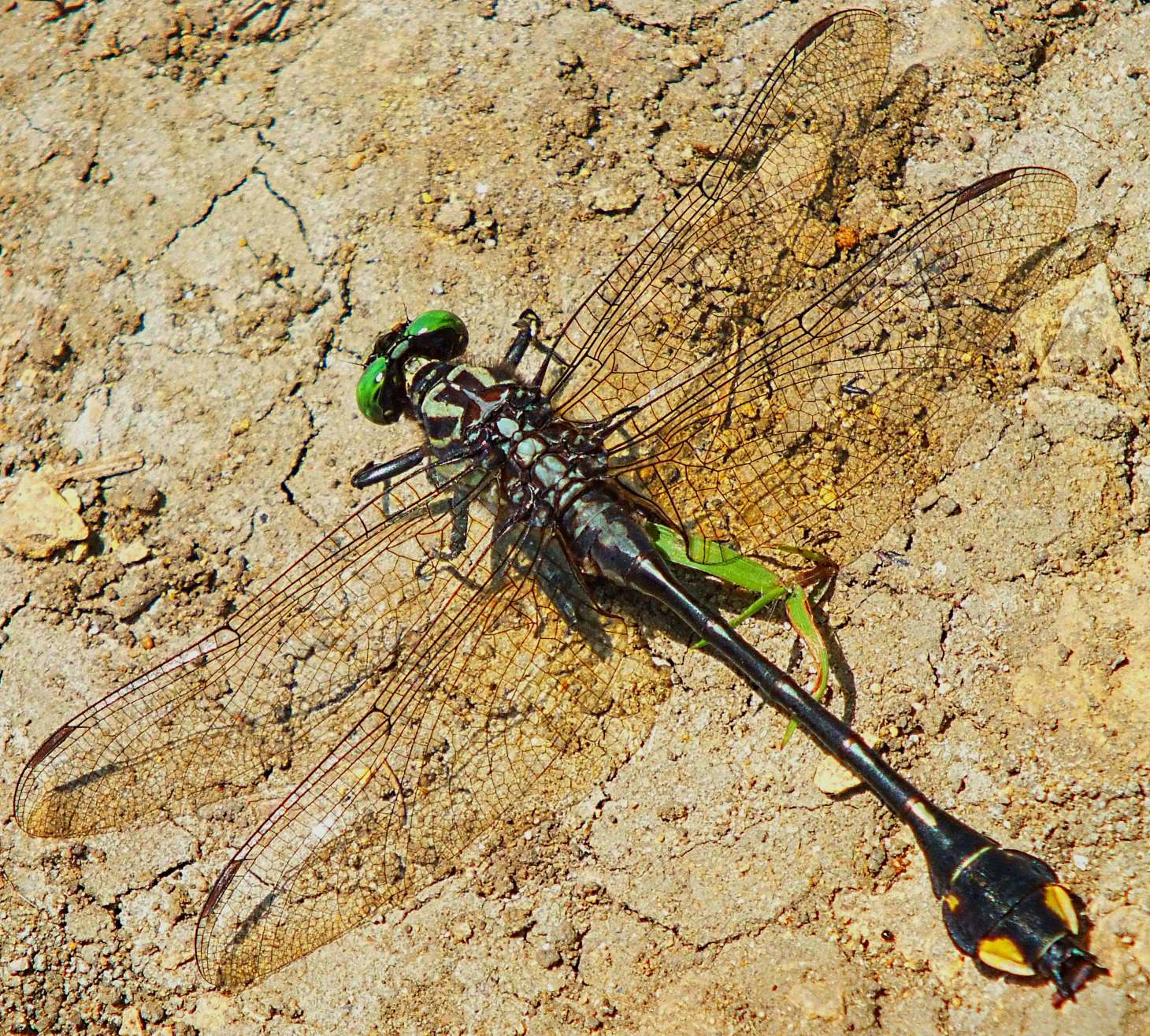 Sanddragon Dragonfly cooling off.  Photo by Thomas Peace 2014