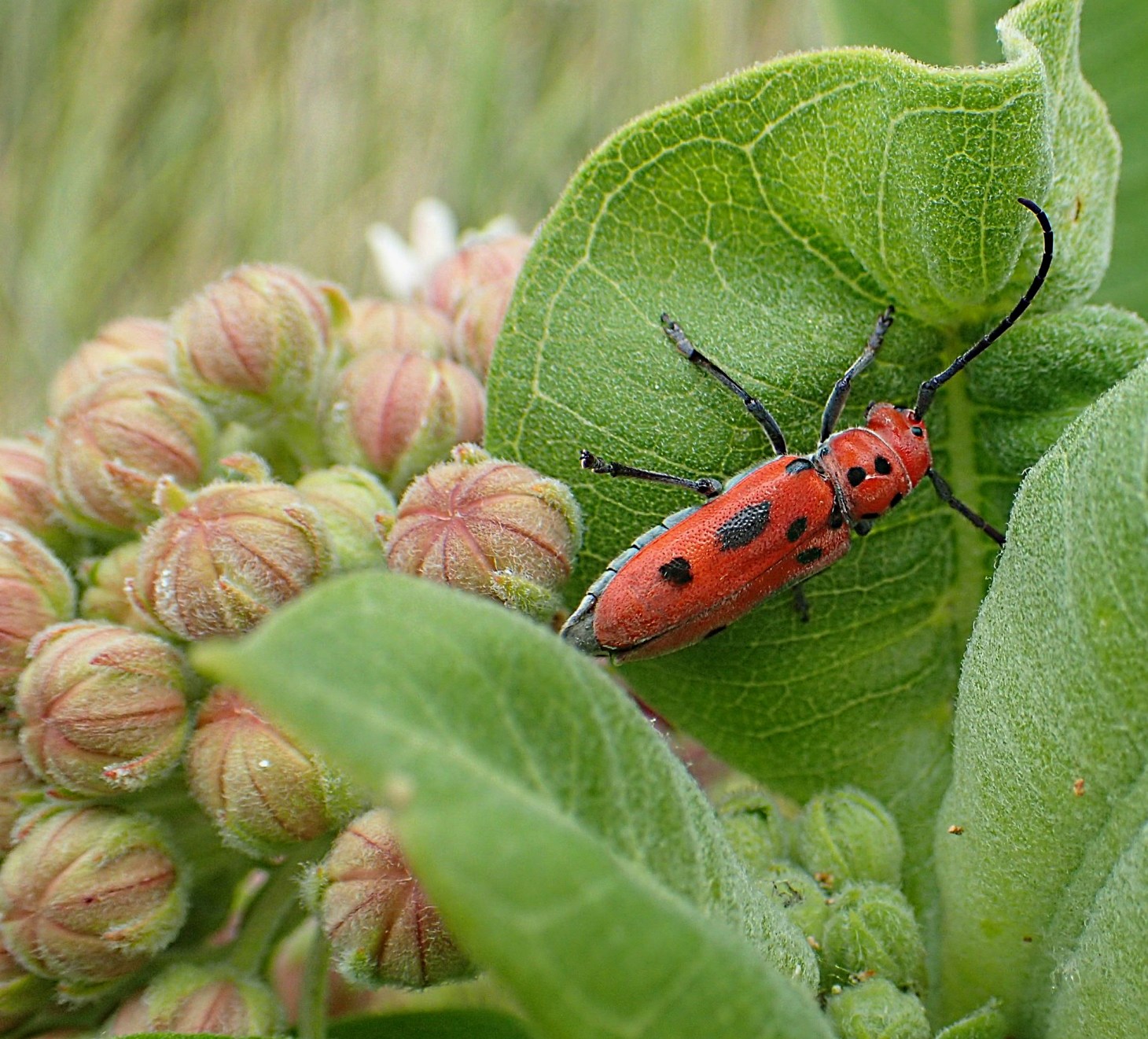 It's beginning to look a lot like Christmas!  Photo by Thomas Peace 2014