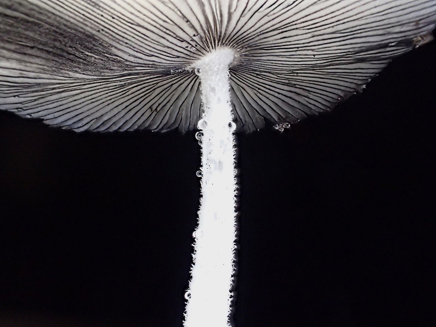 Not competing.  Photo by Thomas Peace 2014