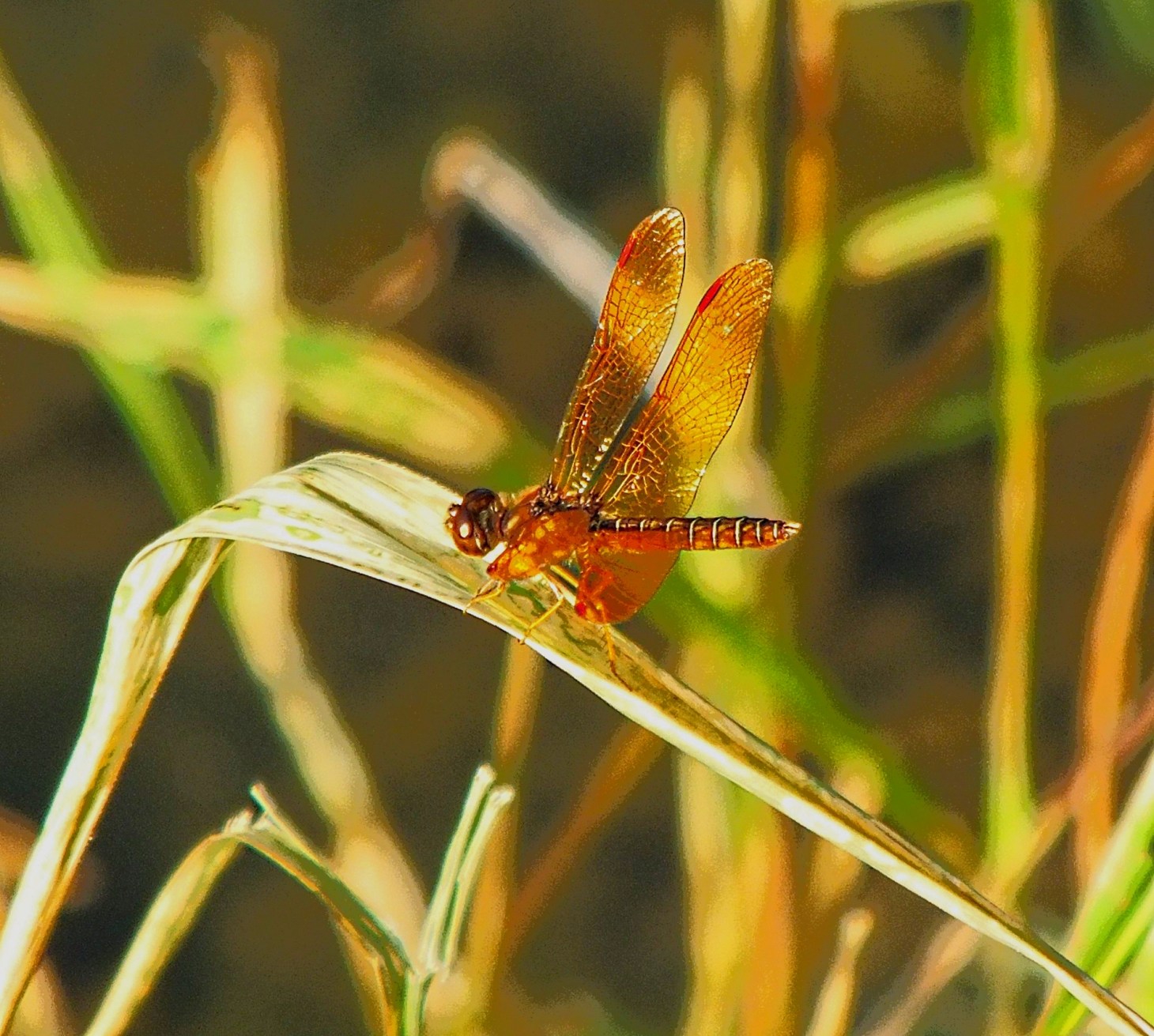 Jewel of the pond.  Photo by Thomas Peace 2015