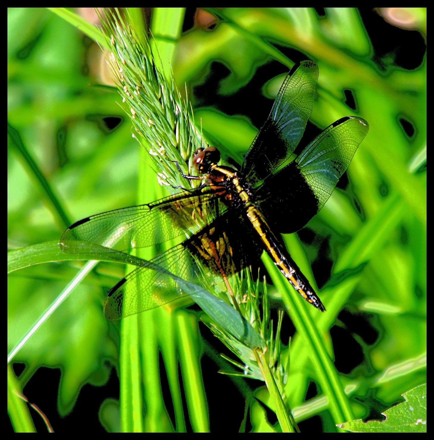 Dragon out of the cave.  Photo by Thomas Peace 2015