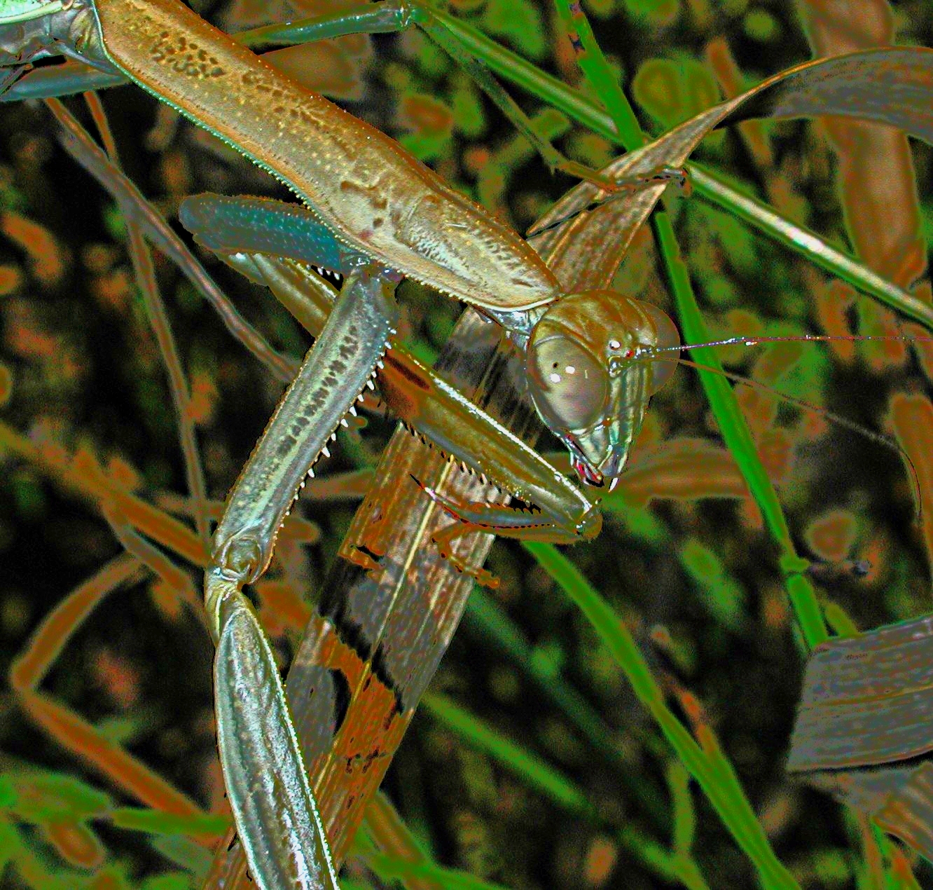 Climbing down. Photo by Thomas Peace 2015