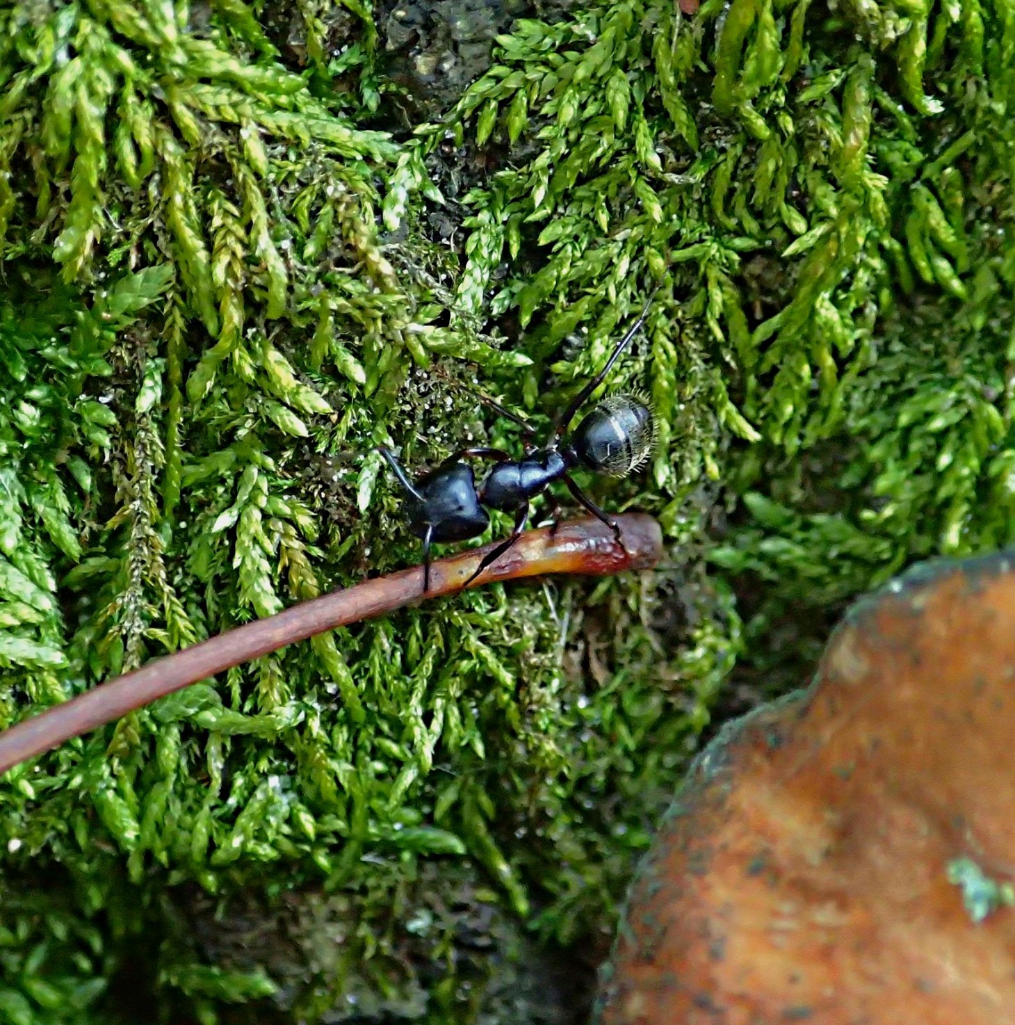 Satisfied with merely crumbs.  Photo by Thomas Peace 2015