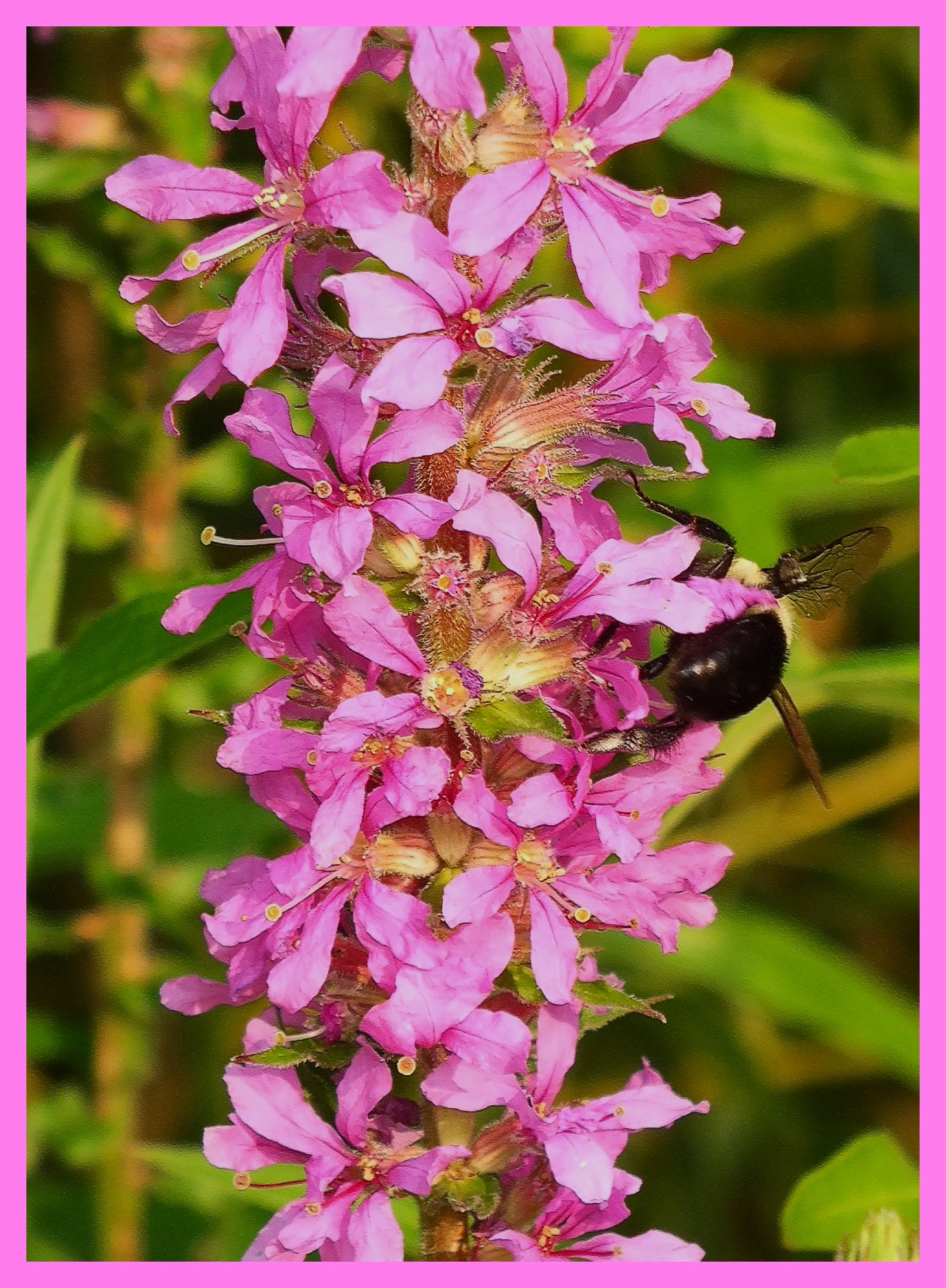 Jack and the Bean Stalk (1).  Photo by Thomas Peace 2015