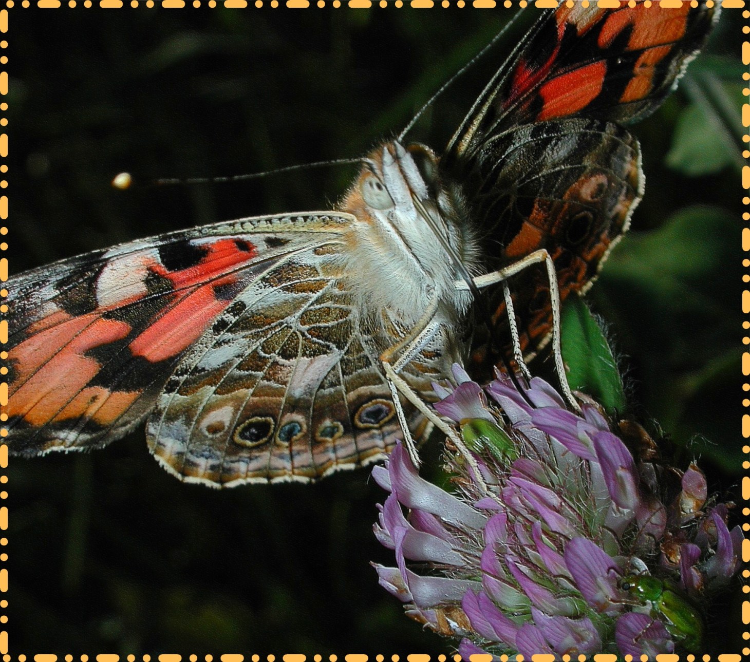  Probing for gold nectar.  Photo by Thomas Peace 2015