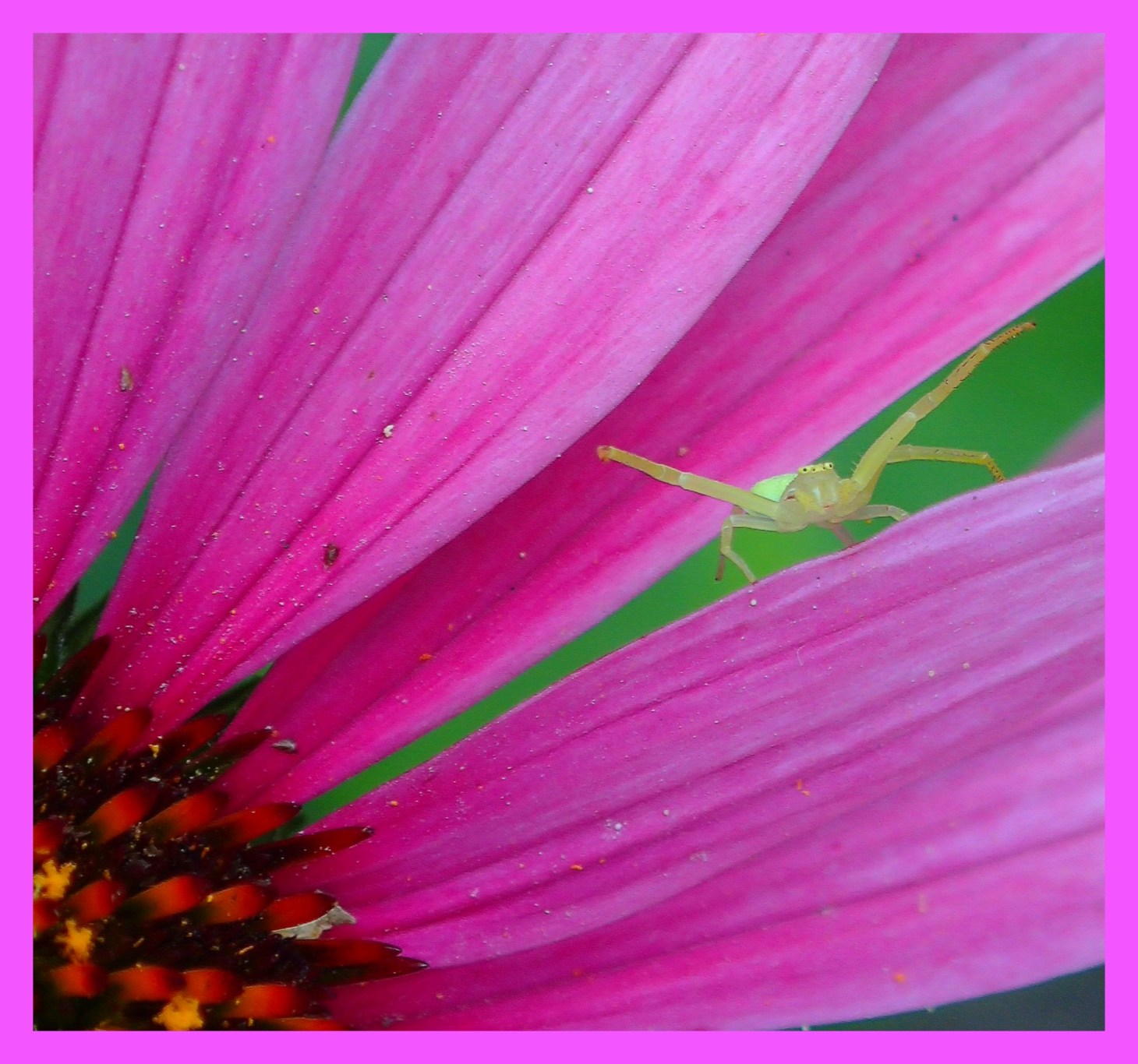 Give some spider to a color (1).  Photo by Thomas Peace 2015