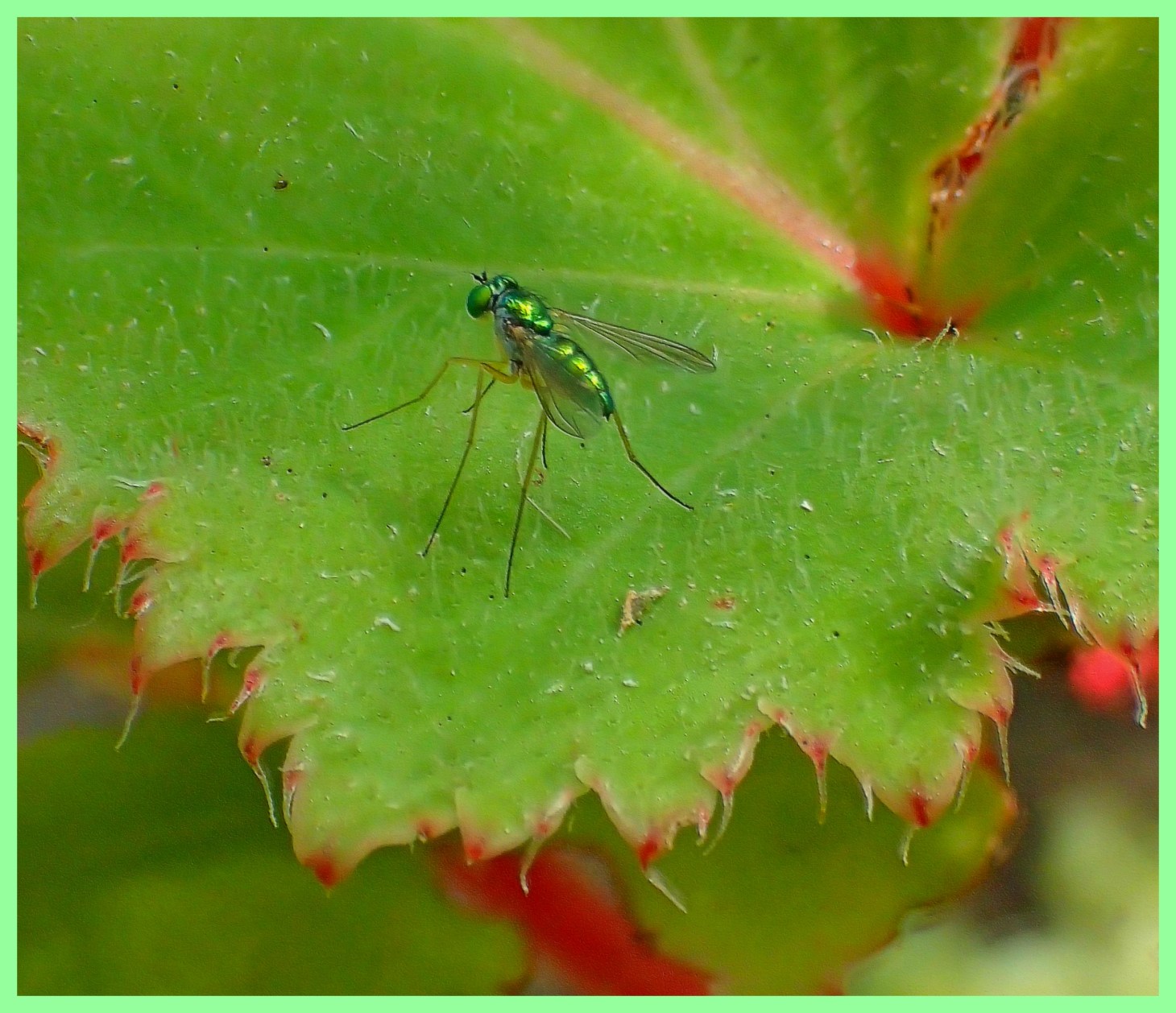 Green in green (1). Photo by Thomas Peace 2015