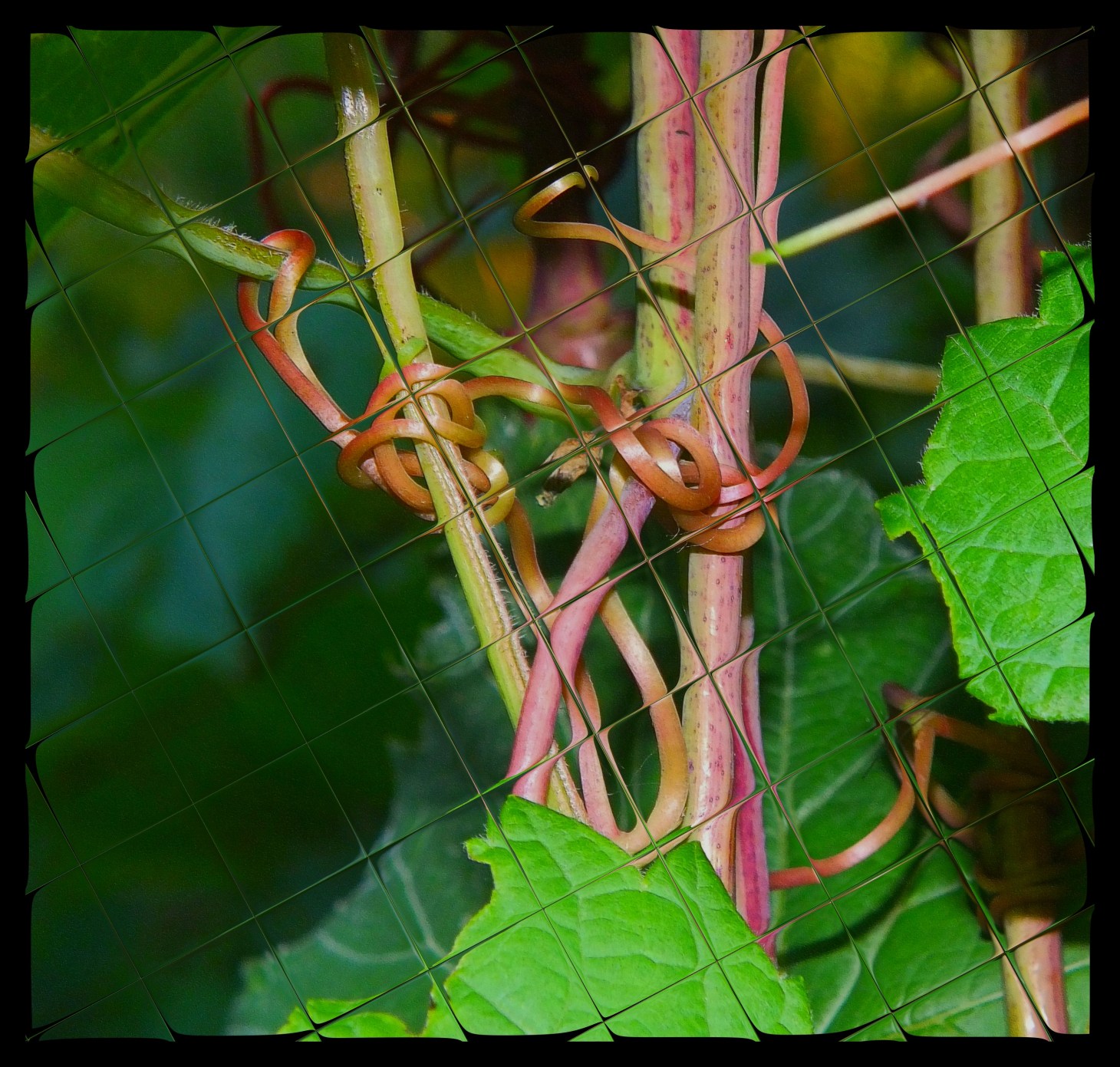 Distorted and fragmented -- but in a good, (whole), artistic way. Photo by Thomas Peace 2015