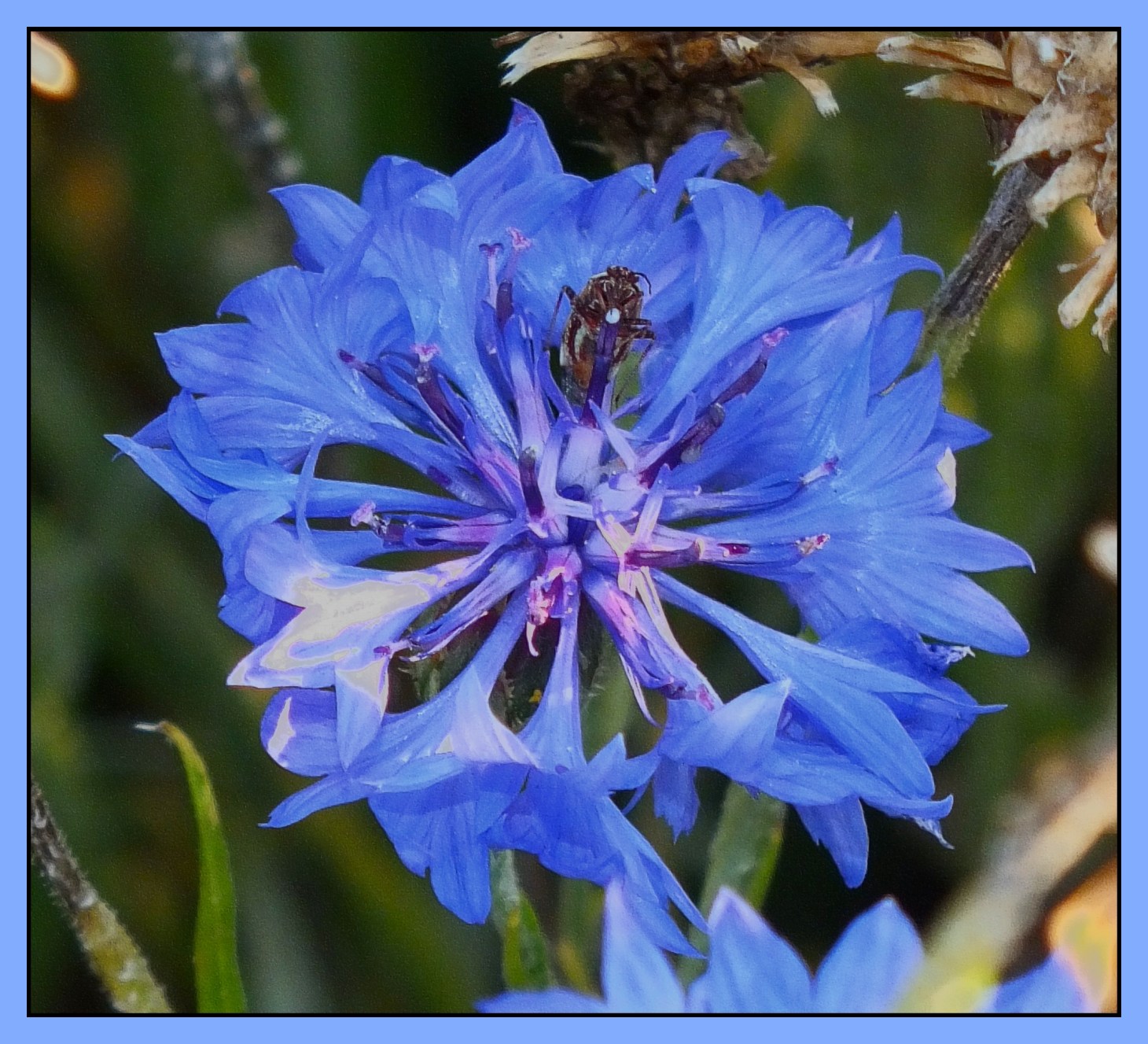 Delicately eating.  Photo by Thomas Peace 2015