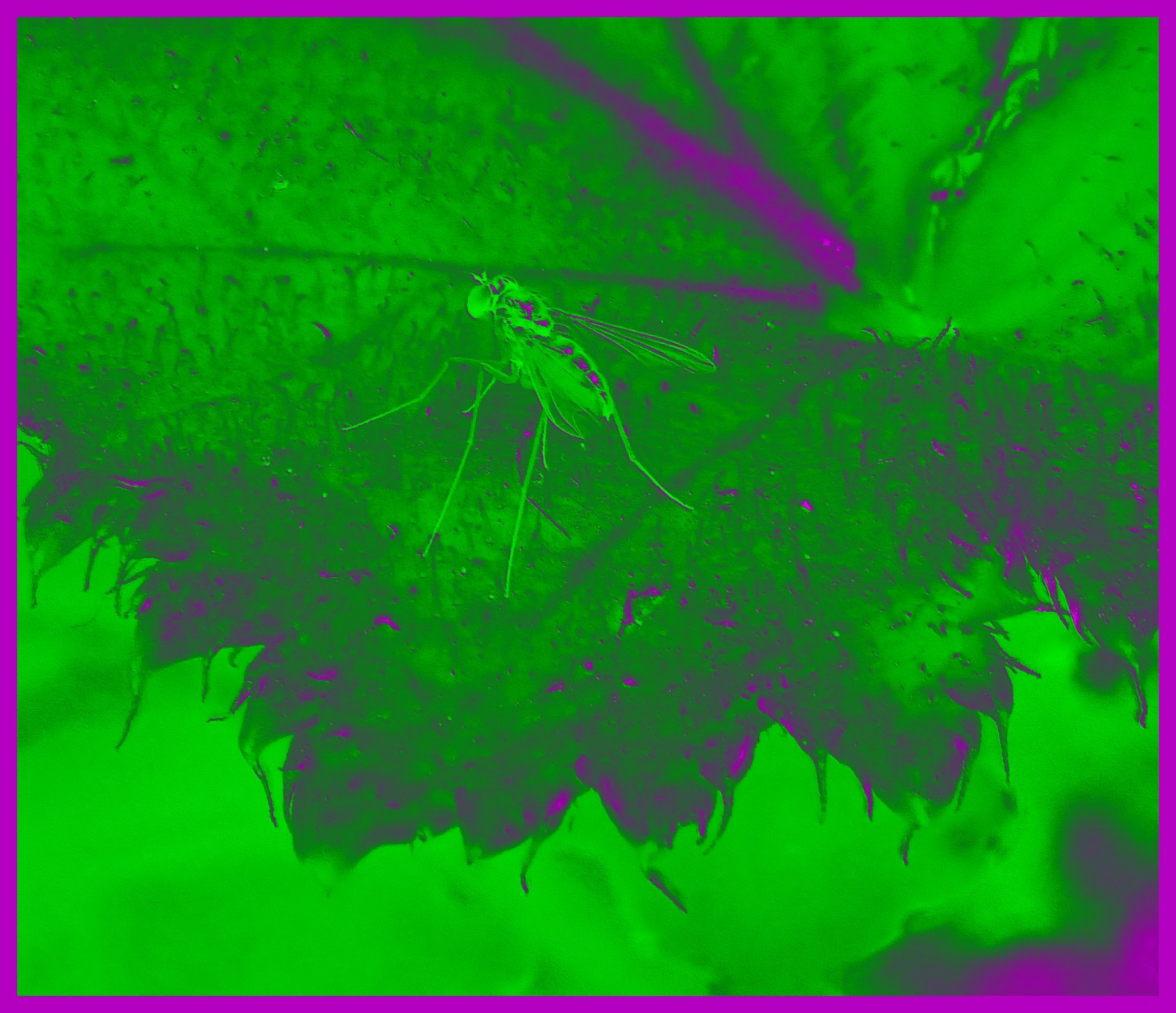 Green in green (2). Photo by Thomas Peace 2015