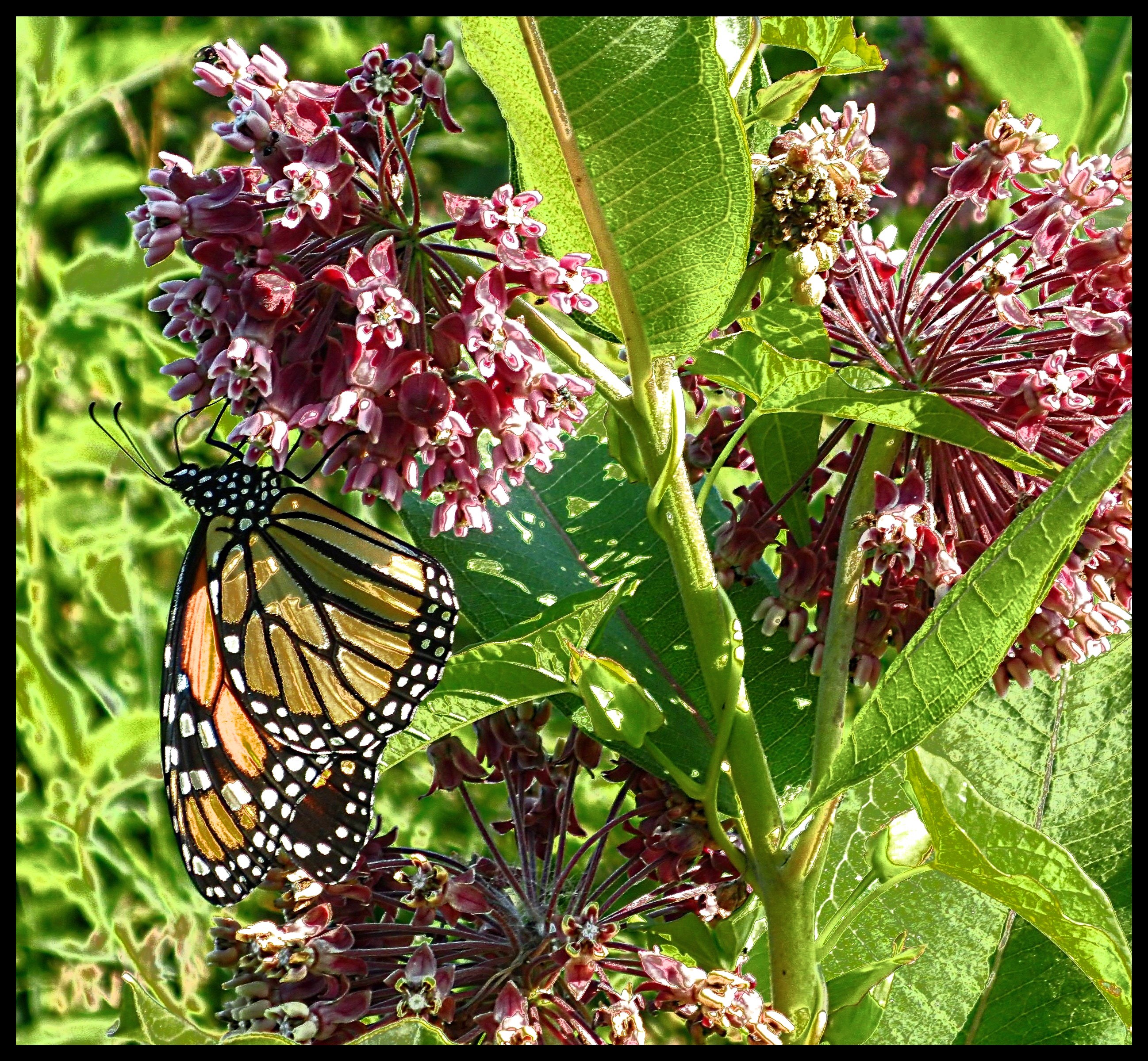 One of the Milkweed's best customers. Photo by Thomas Peace 2015