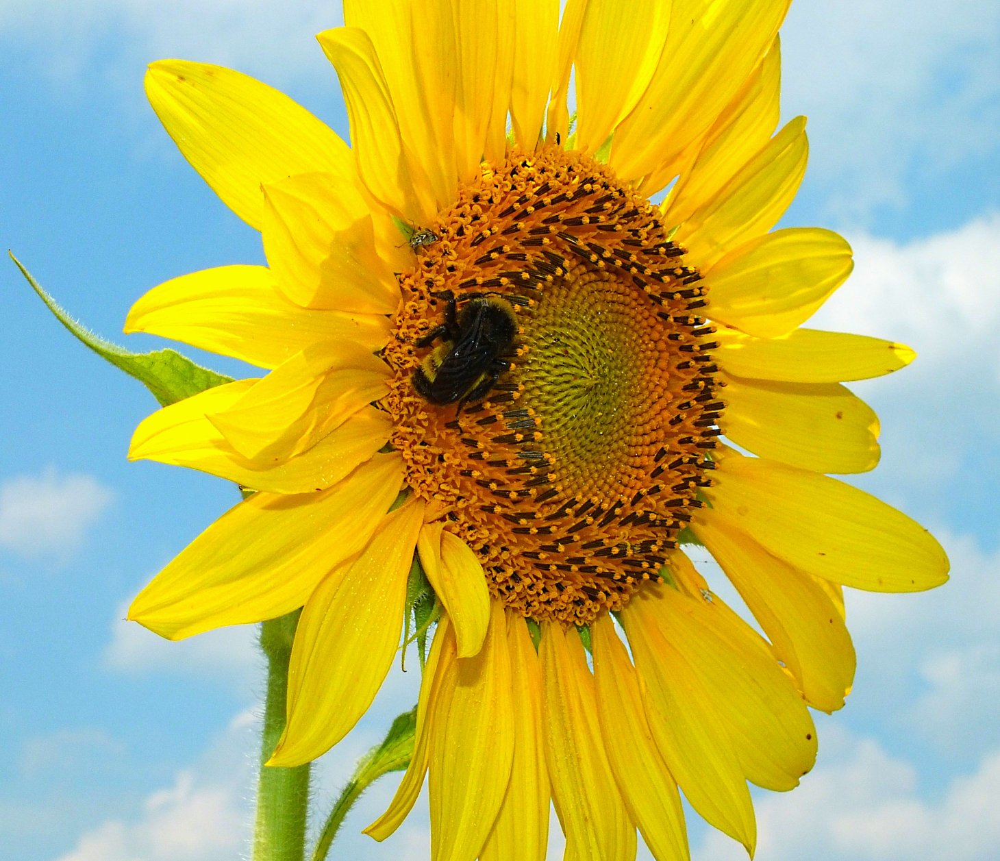 Showered by illumination (1).  Photo by Thomas Peace 2015