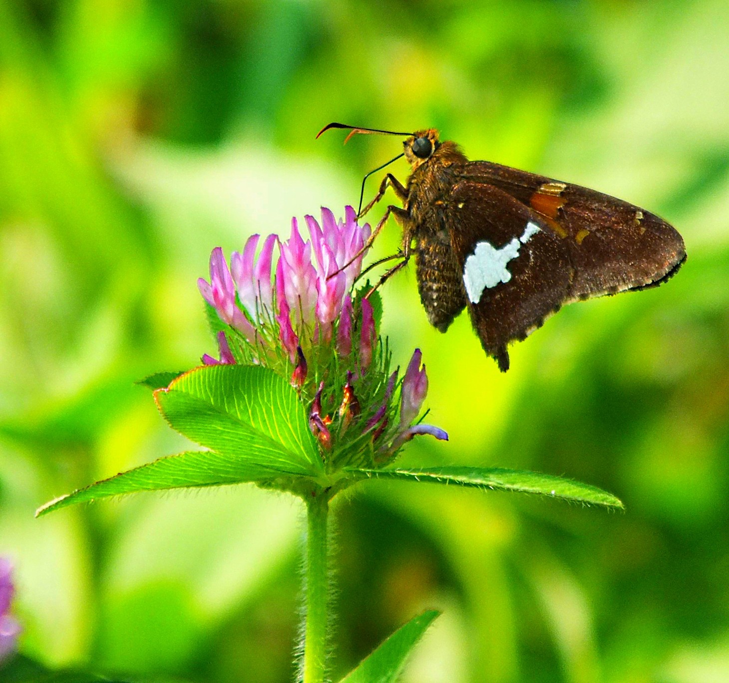 What a dining spot! Photo by Thomas Peace 2015