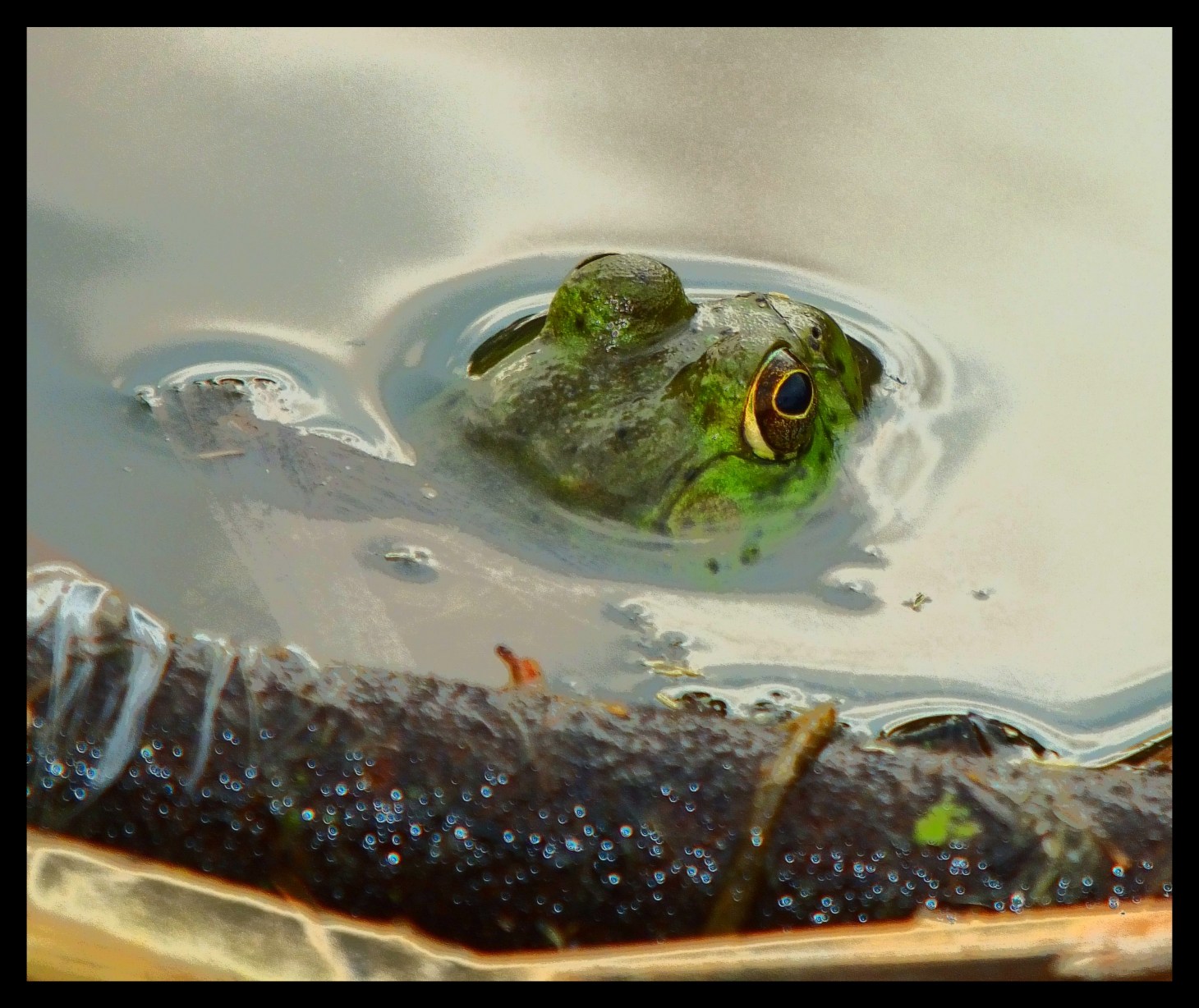 Mr. I.M. Bubble-head, Esquire  --  Photo by Thomas Peace 2015