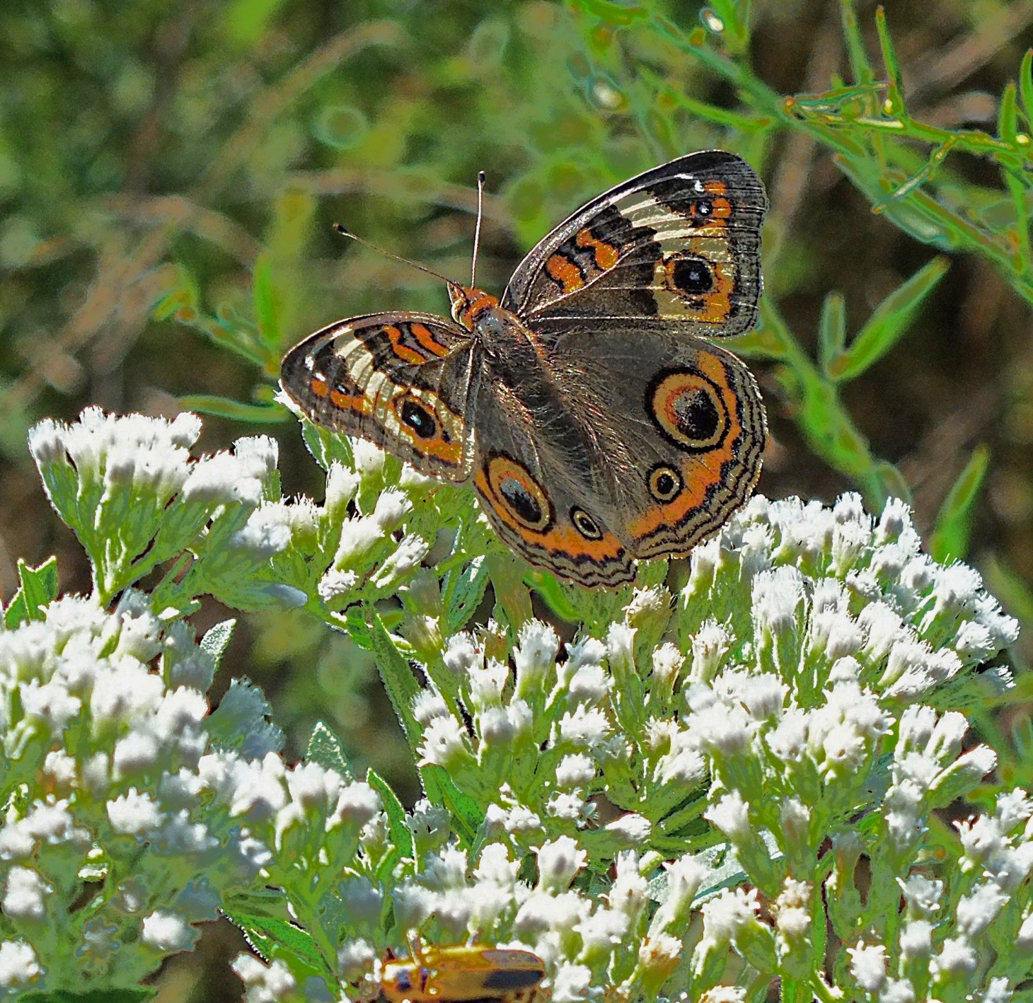 Beyond fragmentation.  Photo by Thomas Peace 2015