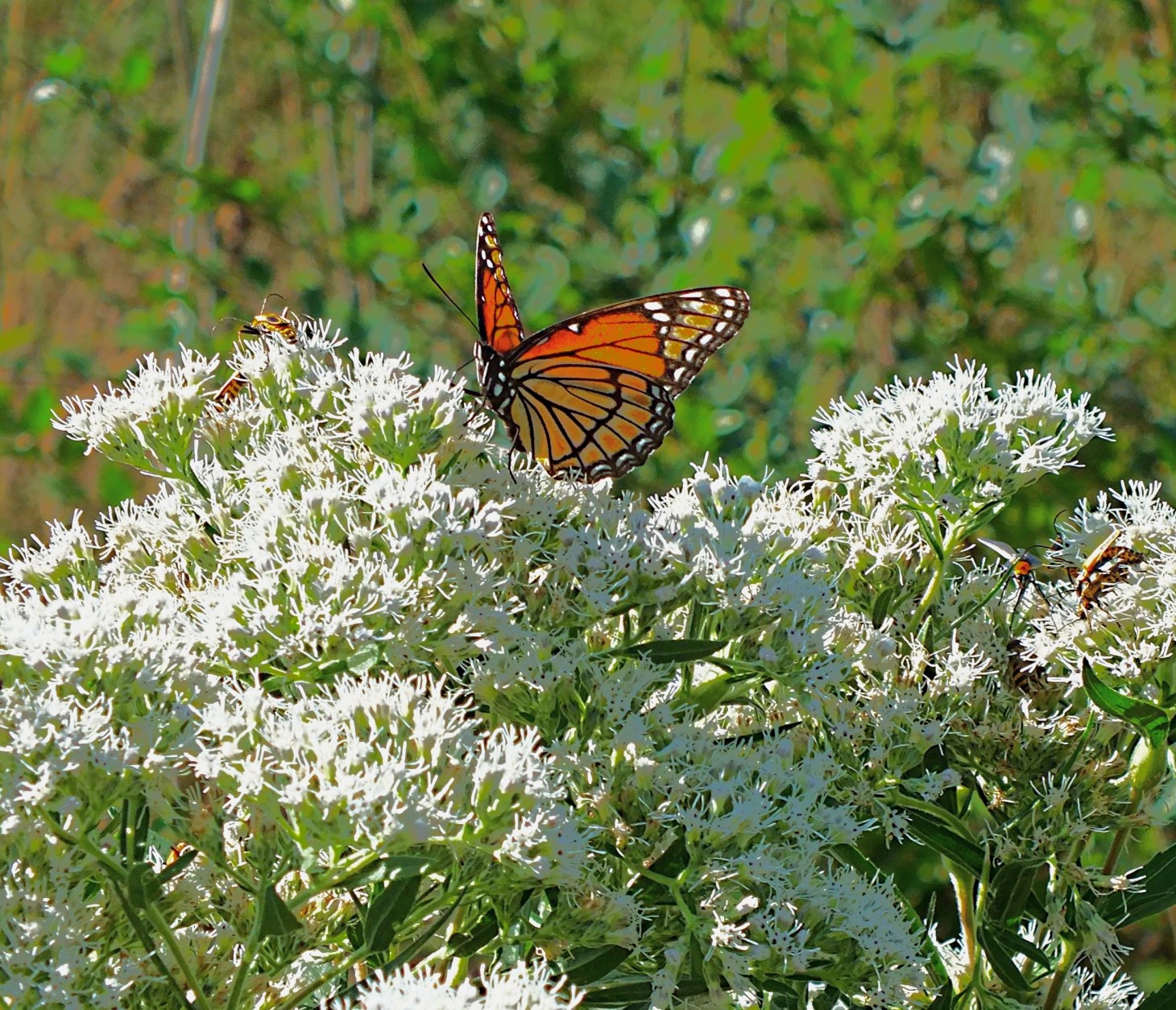 Angelic stroll. Photo by Thomas Peace 2015