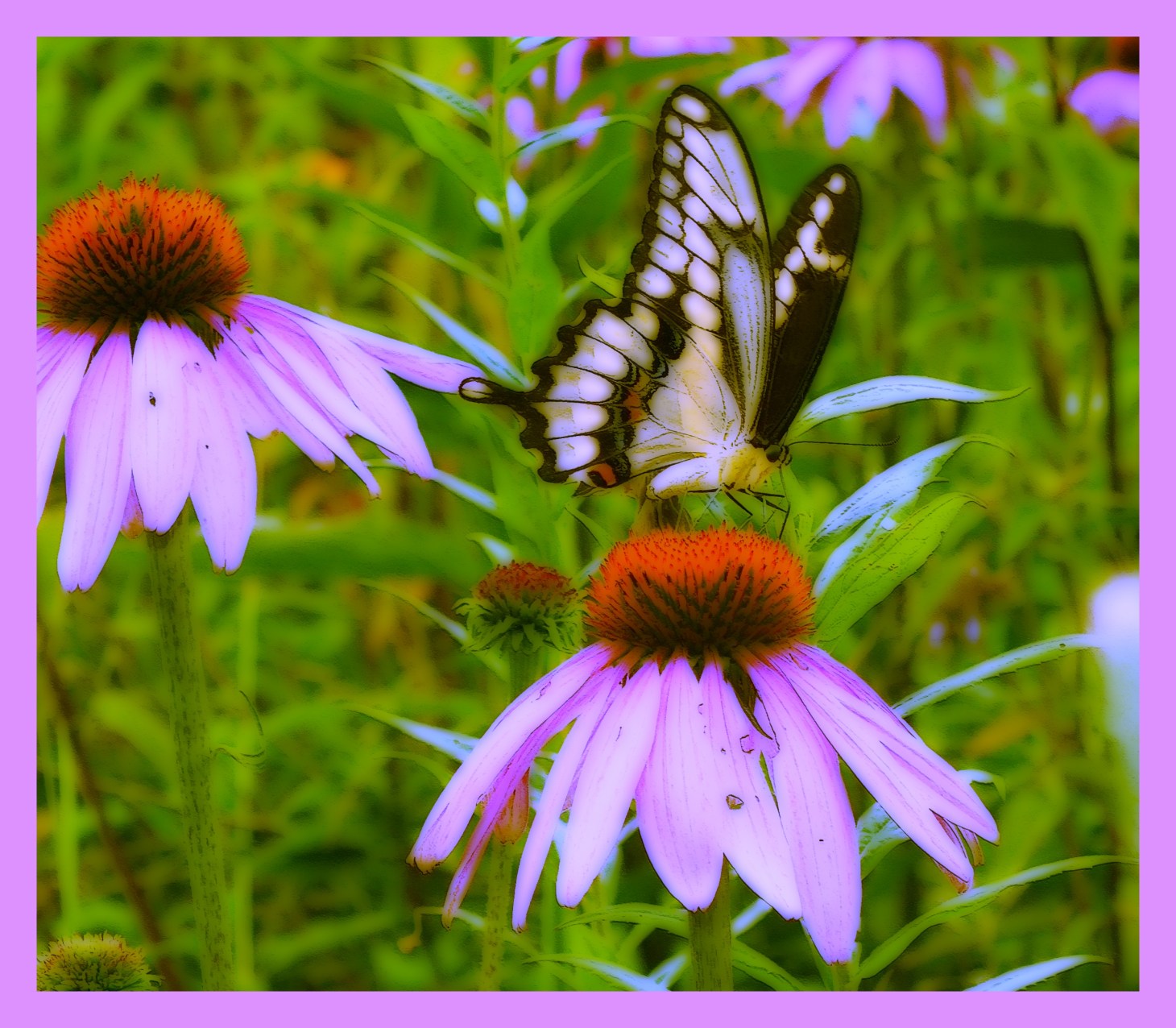  Rarity. (2) Photo by Thomas Peace c. 2015