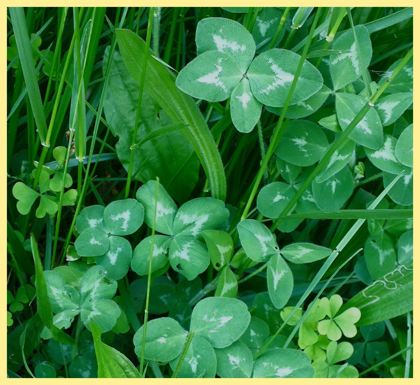 Be a 4-leaf clover (1). Photo by Thomas Peace c. 2015