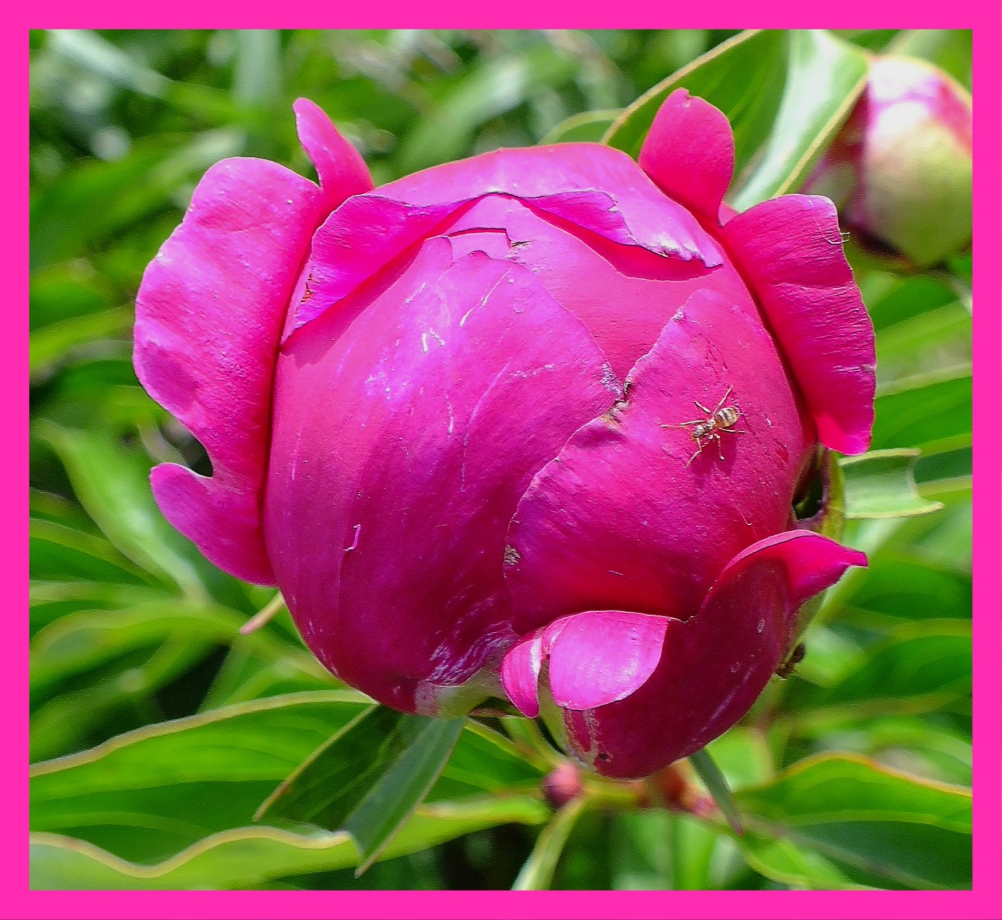 2D3157 And violets are blue... Photo by Thomas Peace c. 2015 