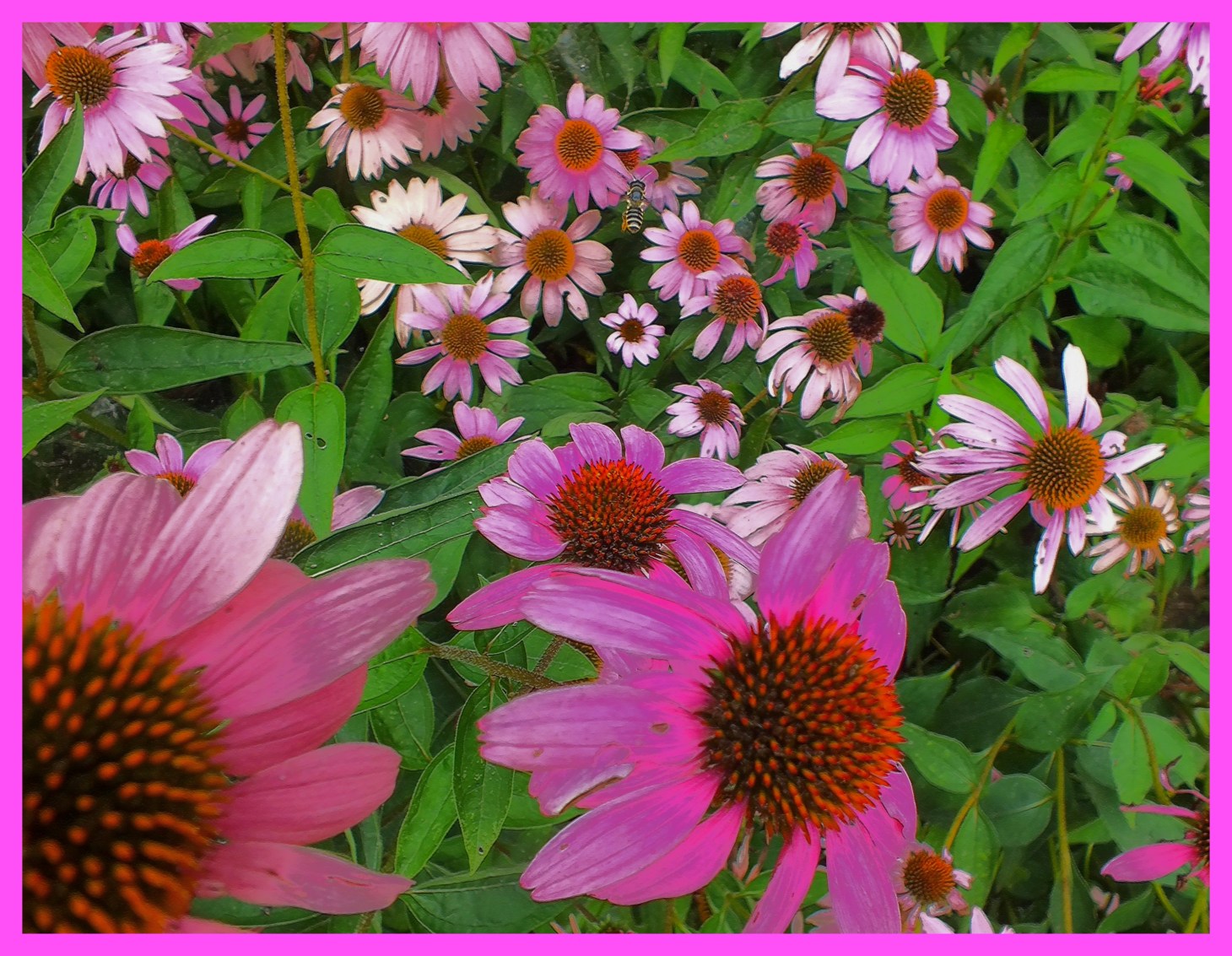 Pinkingly (1).  Photo by Thomas Peace c. 2015 